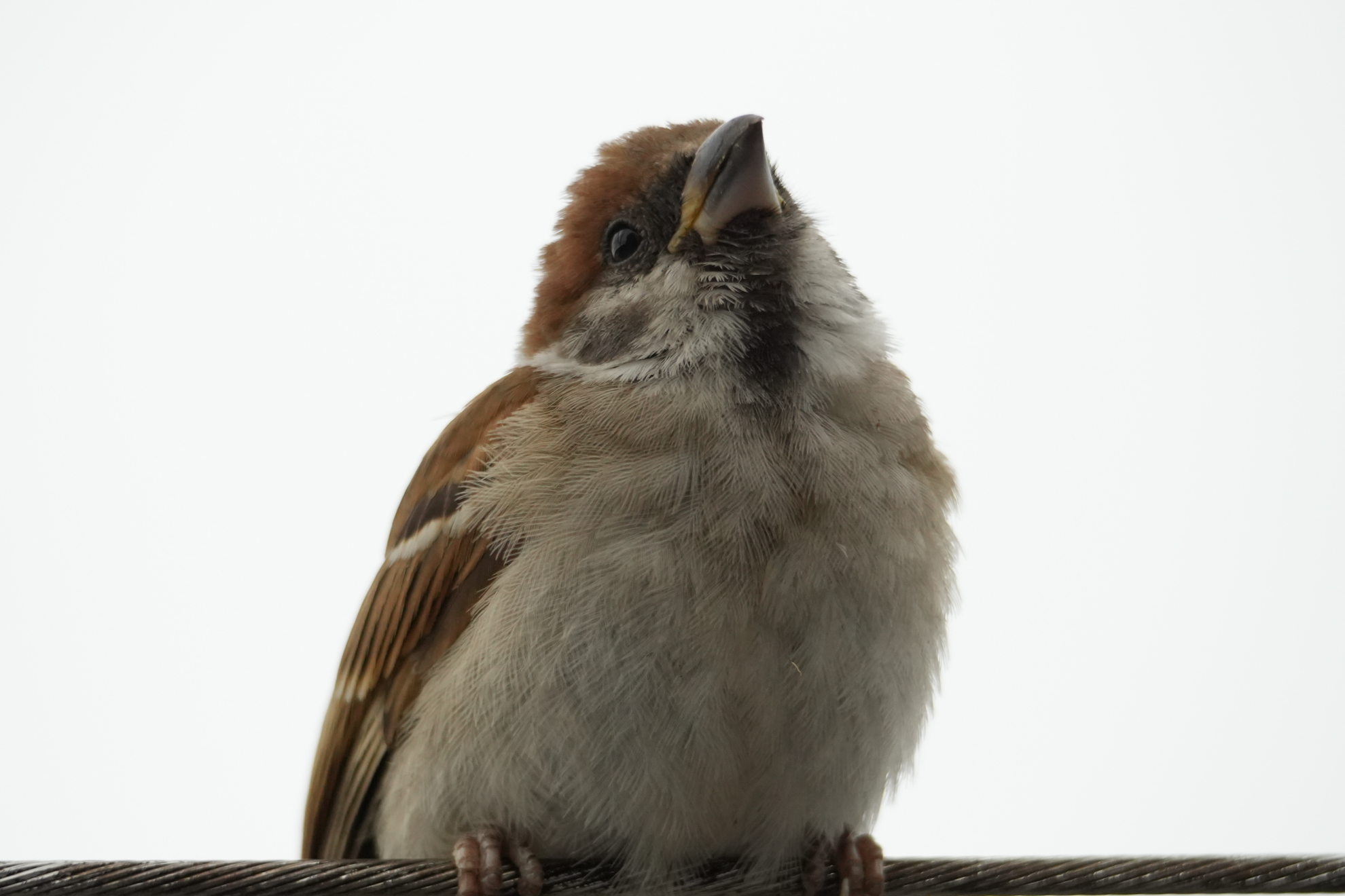 α7 IV／FE 100-400mm F5.6-8 OSS／600mm（APS-Cクロップ）／マニュアル露出（1/500秒、F8）／ISO 2500／WB: オート