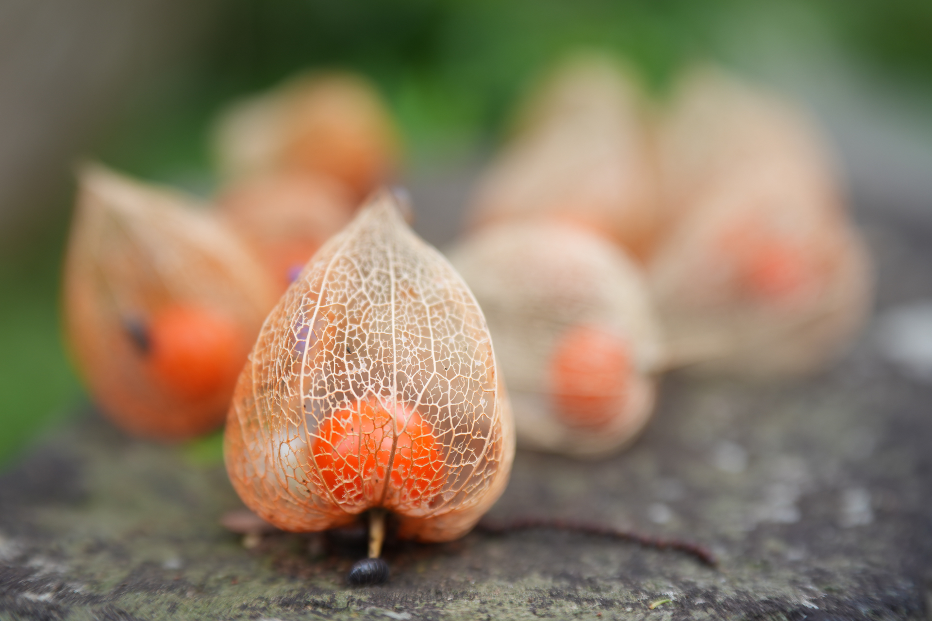 α7 V／LK SAMYANG AF 60-180mm F2.8／60mm／絞り優先AE（1/200秒、F2.8、1EV）／ISO 100