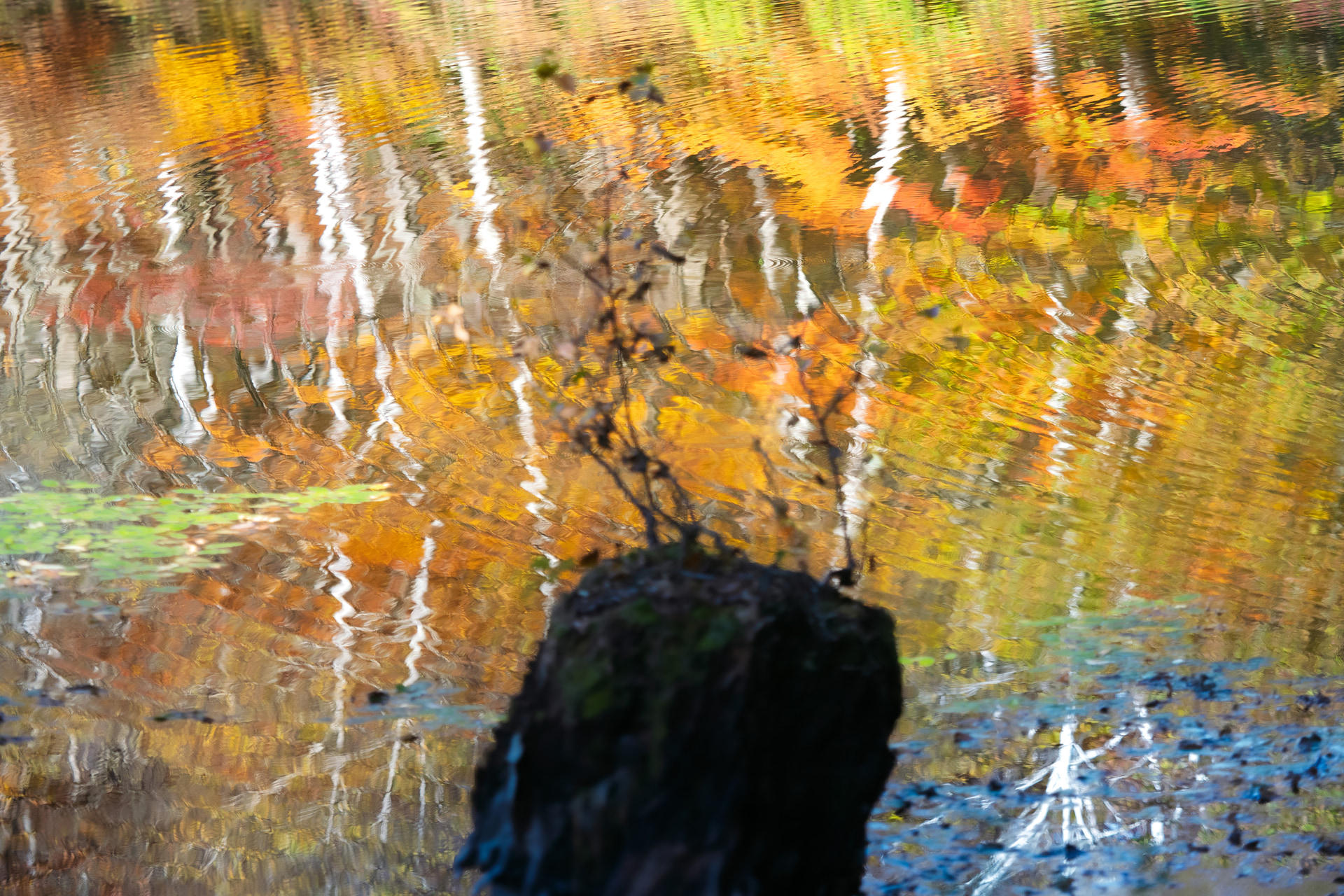 素早く脚を伸ばし、レバーで確実にロック。水鳥の動きで突然、紅葉を映す水面に揺らぎが生まれた。三脚でしっかりとカメラを固定することで画面四隅までフレーミングを確認し、秋の繊細な風景を写せた<br><span class="fnt-85">OMDS OM SYSTEM OM-1 Mark II／M.ZUIKO DIGITAL ED 40-150mm F2.8 PRO／97mm（194mm相当）／マニュアル露出（F2.8、1/800秒）／ISO 640／WB：オート</span>