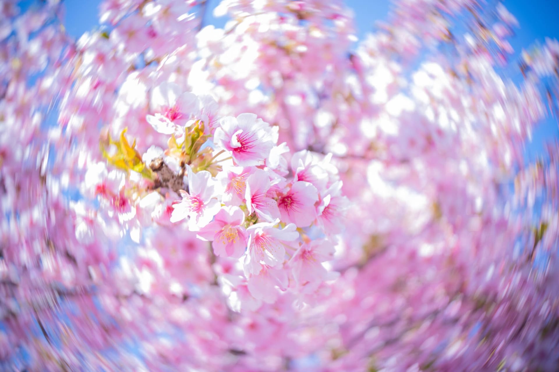 Photo by Kano Hayasaka