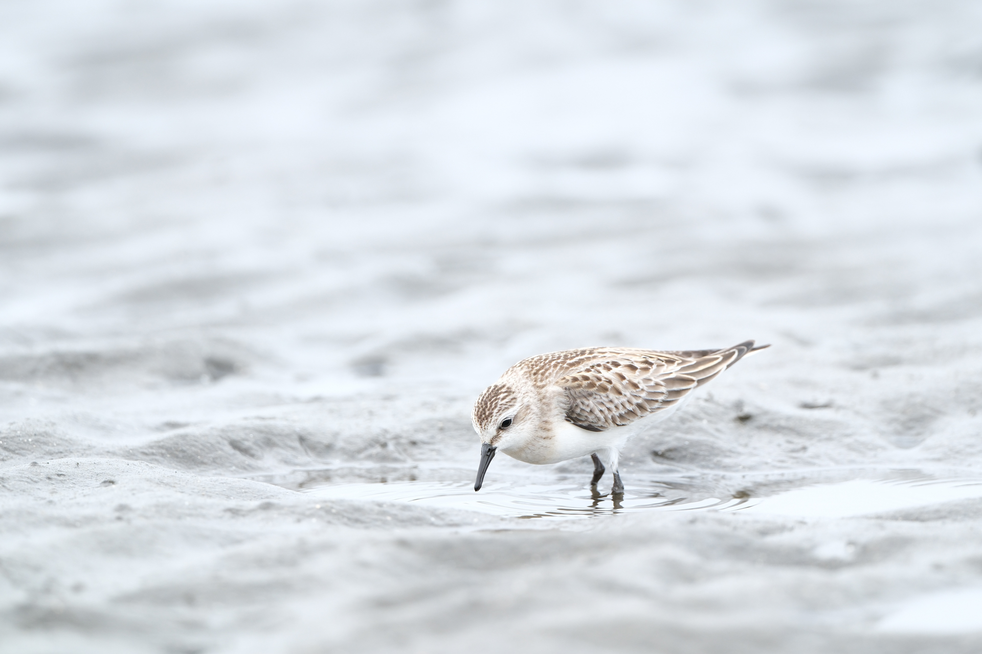 富士フイルム X-H2S／XF400mmF4.5 R LM OIS WR／400mm（600mm相当）／絞り優先AE（1/420秒、F4.5、＋1.7EV）／ISO 400