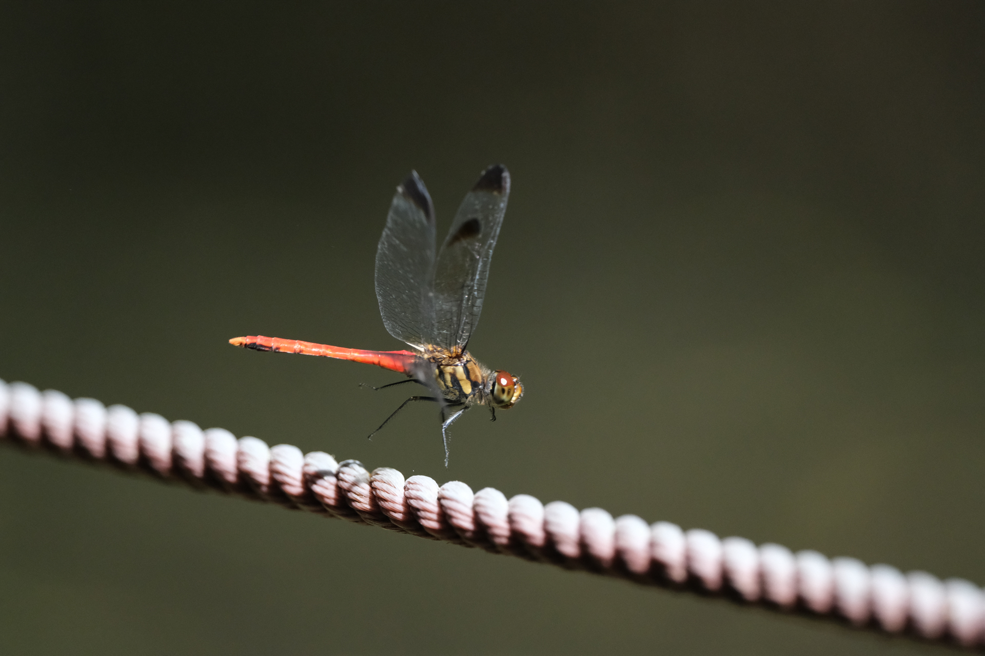 富士フイルム X-H2S／XF400mmF4.5 R LM OIS WR／400mm（600mm相当）／シャッター優先AE（1/4,000秒、F4.5、−0.7EV）／ISO 3200