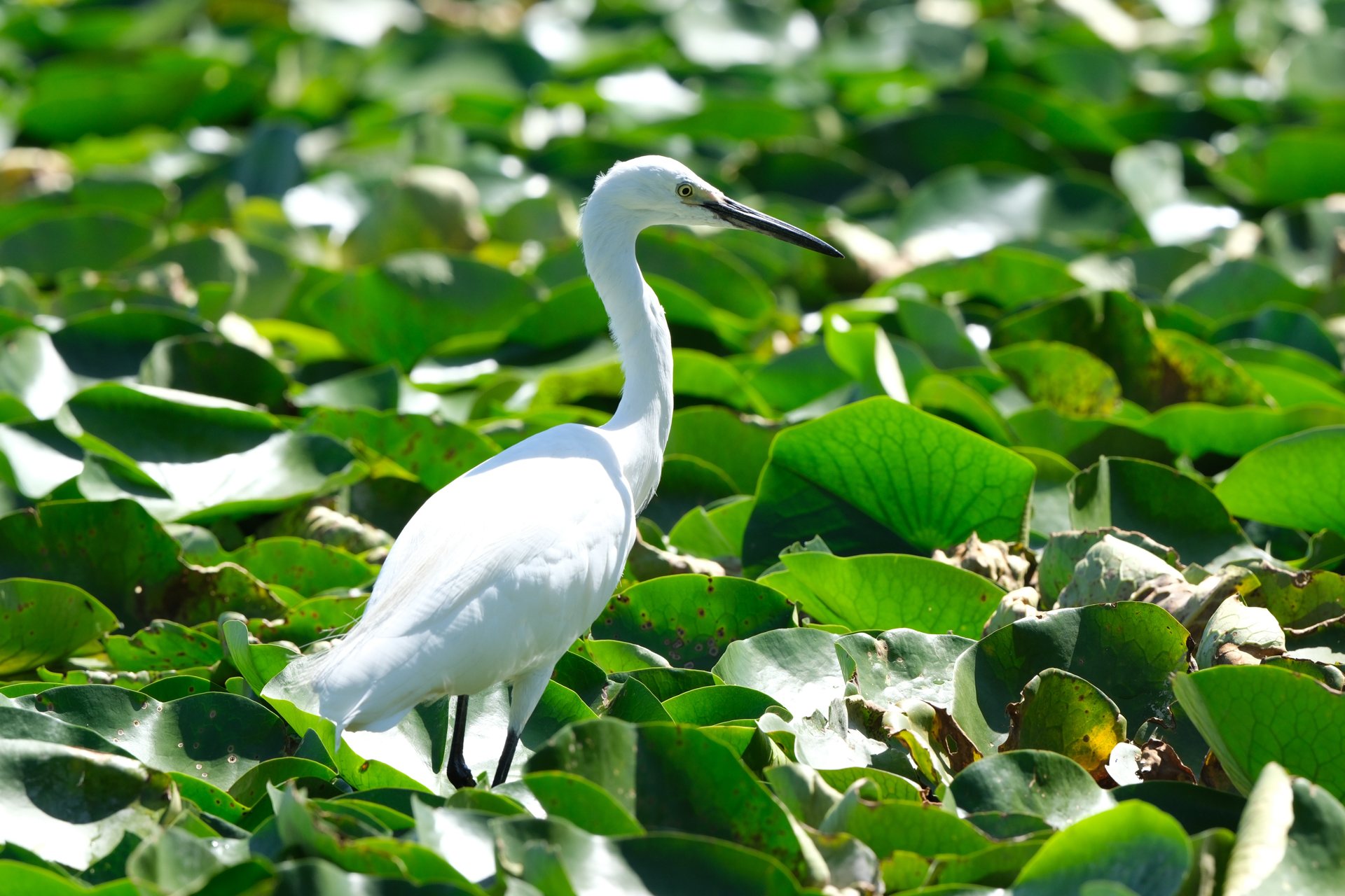 富士フイルム X-H2S／XF400mmF4.5 R LM OIS WR／400mm（600mm相当）／絞り優先AE（1/340秒、F8、＋1EV）／ISO 400