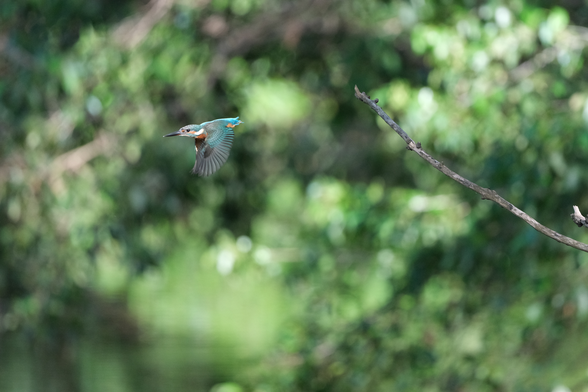 富士フイルム X-H2S／XF400mmF4.5 R LM OIS WR／400mm（600mm相当）／シャッター優先AE（1/2,000秒、F4.5、＋0.3EV）／ISO 2500