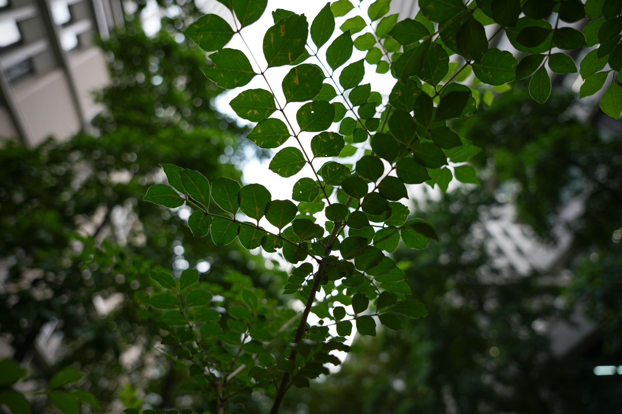 ソニー α7CR／マニュアル露出（1/125秒、F2.8）／20mm／ISO 100