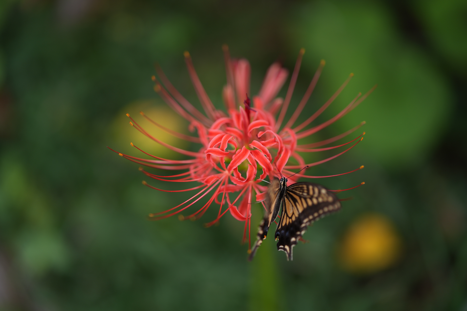 α7 V／Sigma 85mm F1.2 DG｜Art／85mm／絞り優先AE（1/160秒、F1.2、−0.7EV）／ISO 100