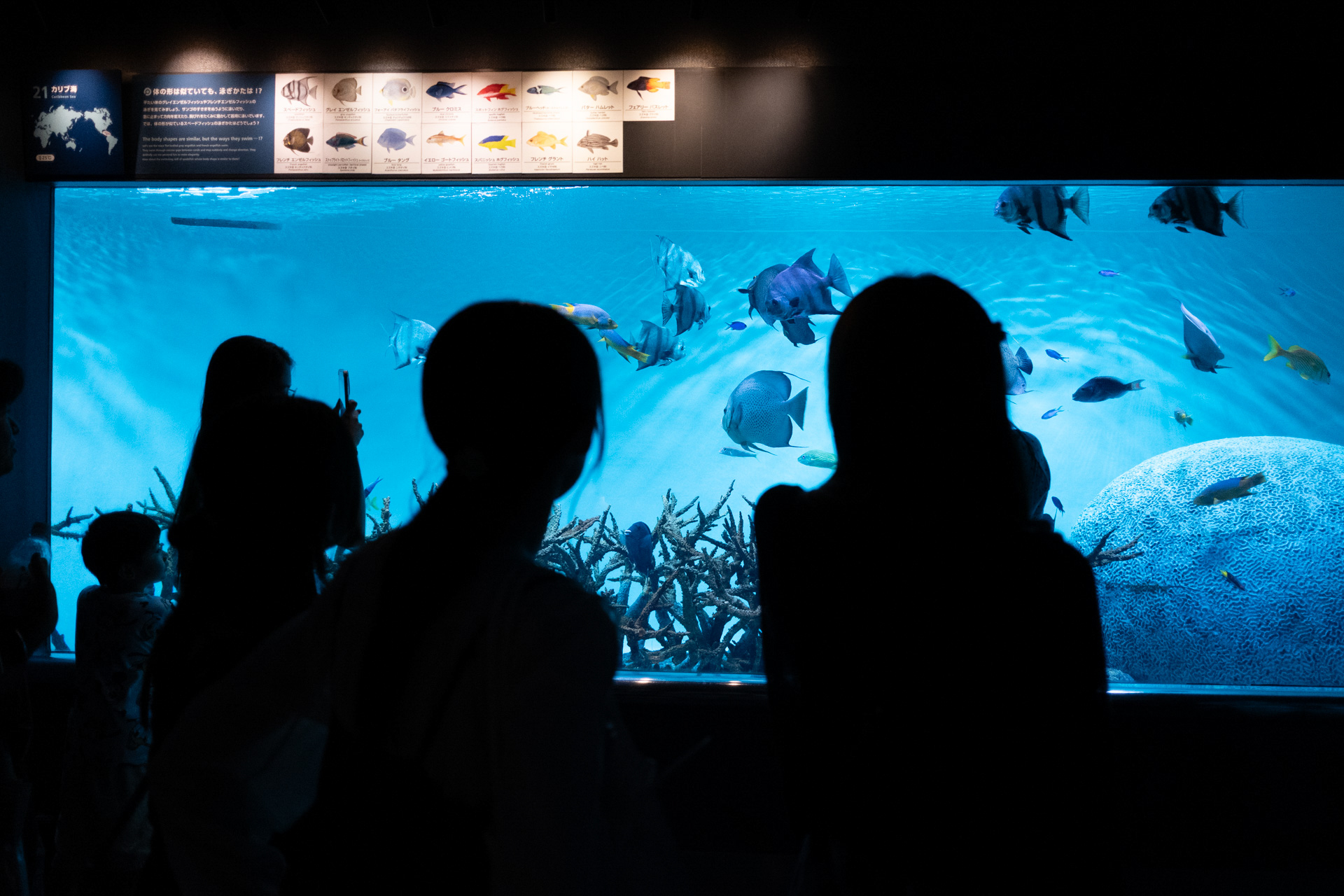魚の撮影は「葛西臨海水族園」（<a href="https://www.tokyo-zoo.net/kasai/">https://www.tokyo-zoo.net/kasai/</a>）で試した