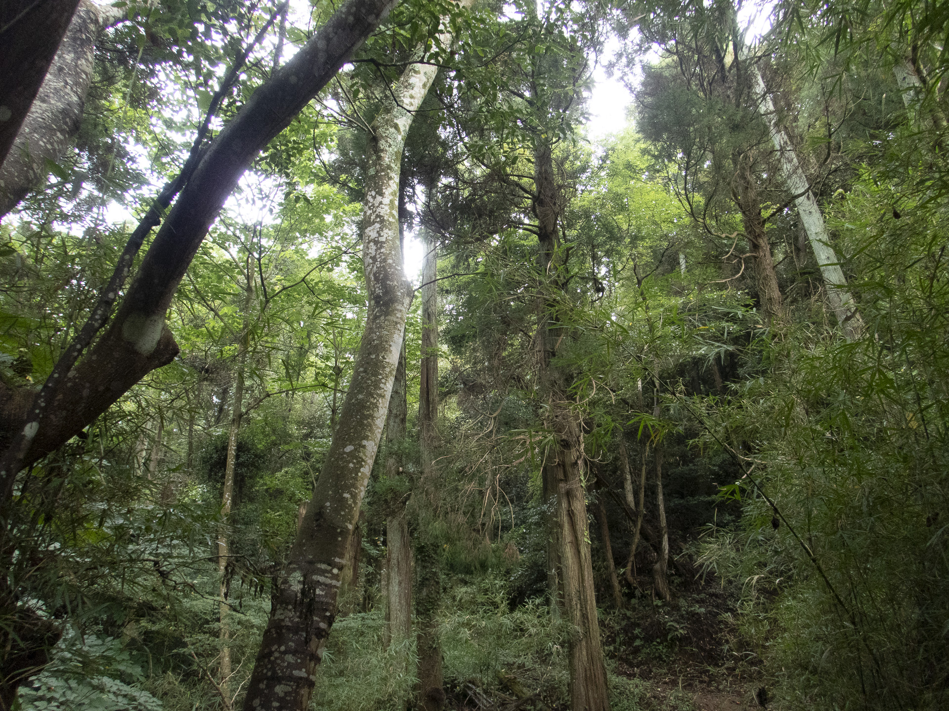 樹林帯の登山道といった雰囲気で、視界の開けた眺望はほとんどない