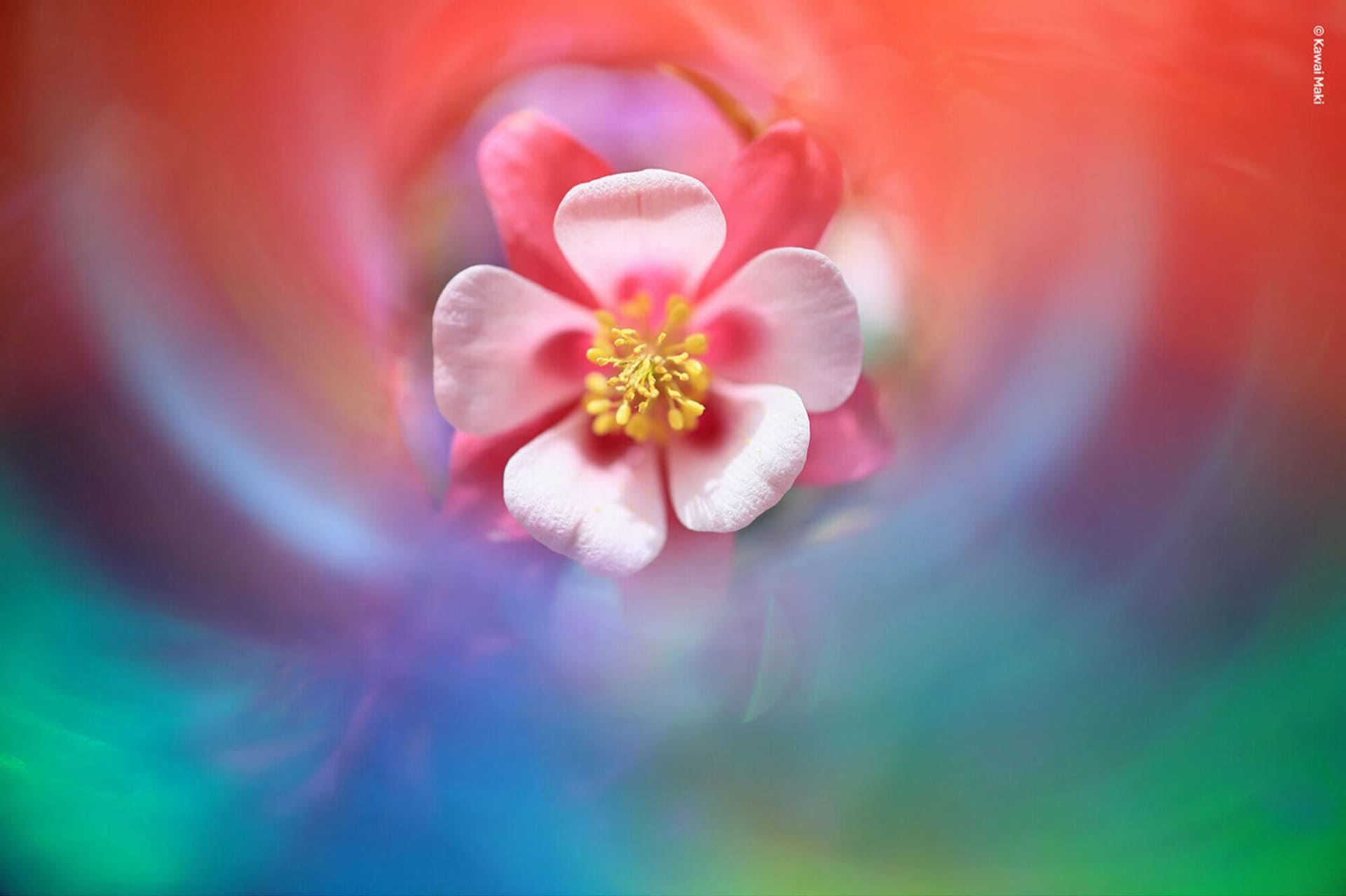 ©Maki Kawai<br>Lensbaby OMNI Color II ダイヤモンドフィルム2枚使用
