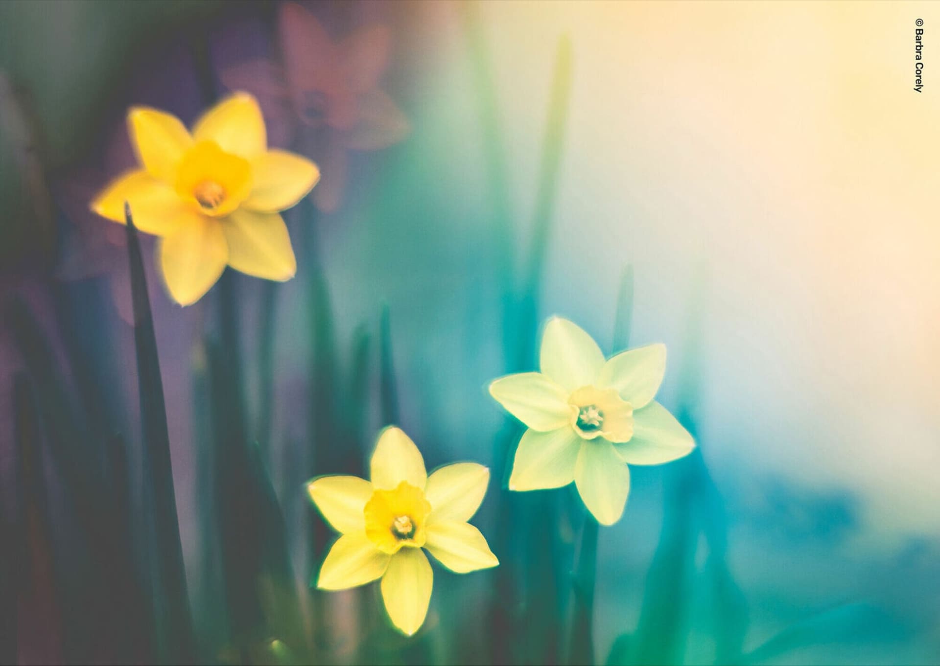 ©Barbra Corely<br>Lensbaby OMNI Color II カラーフィルター使用