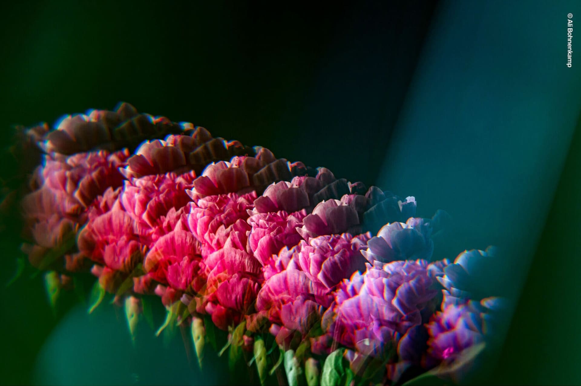 ©Ali Bohnenkamp<br>Lensbaby OMNI Crystal II リピーターワンド使用