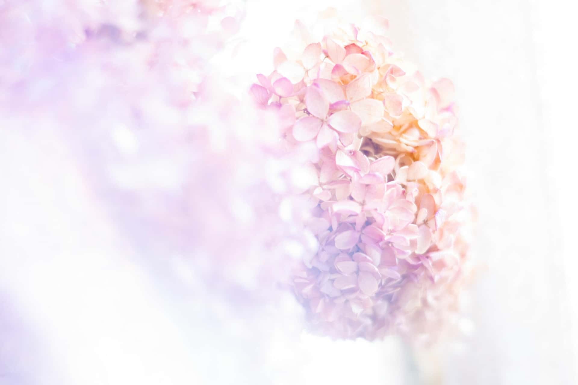 ©Kano Hayasaka<br>Lensbaby OMNI Crystal II メロン・ウェッジ使用