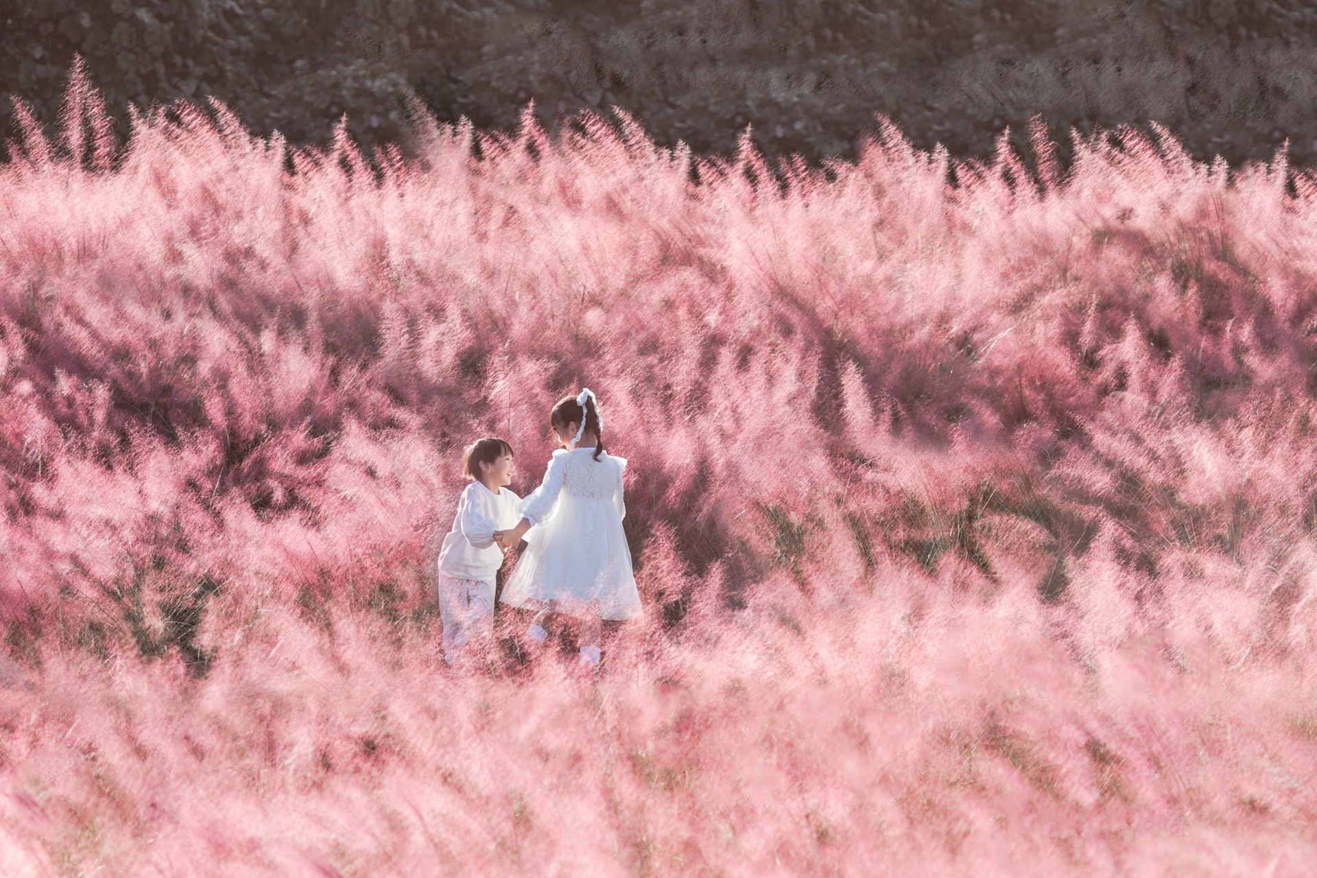 ミューレンベルギアが咲く「花笑みの丘」（2025年の様子）
