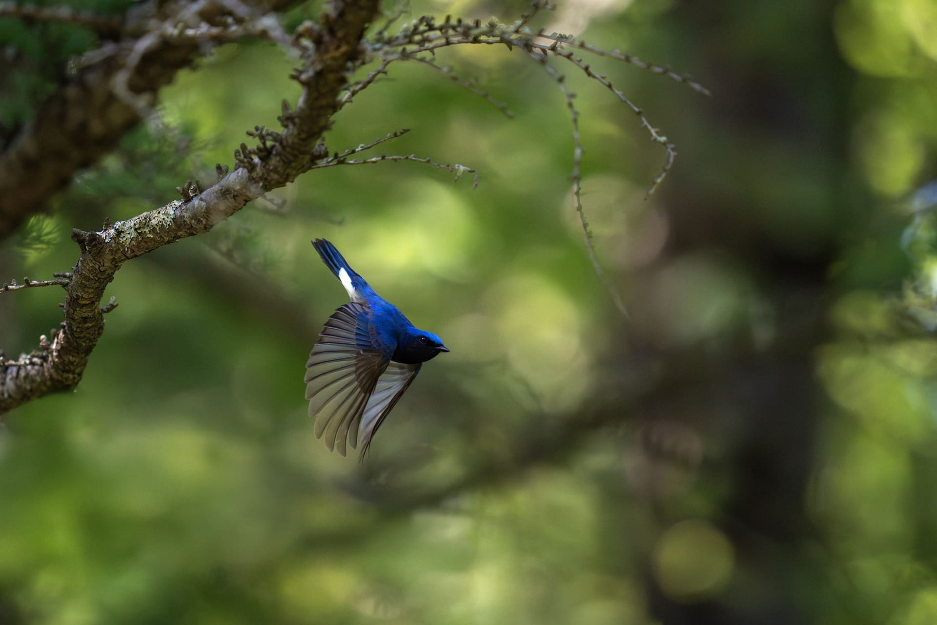 ©Tadashi Shimada