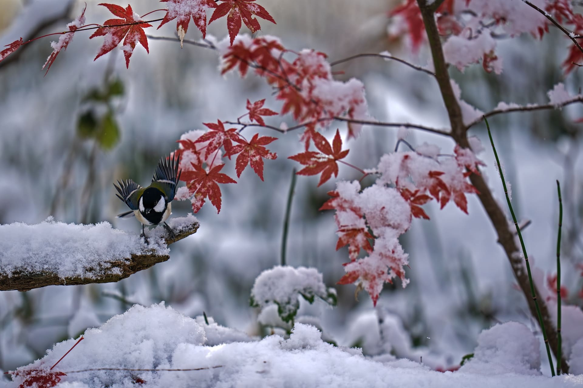 ©Tadashi Shimada
