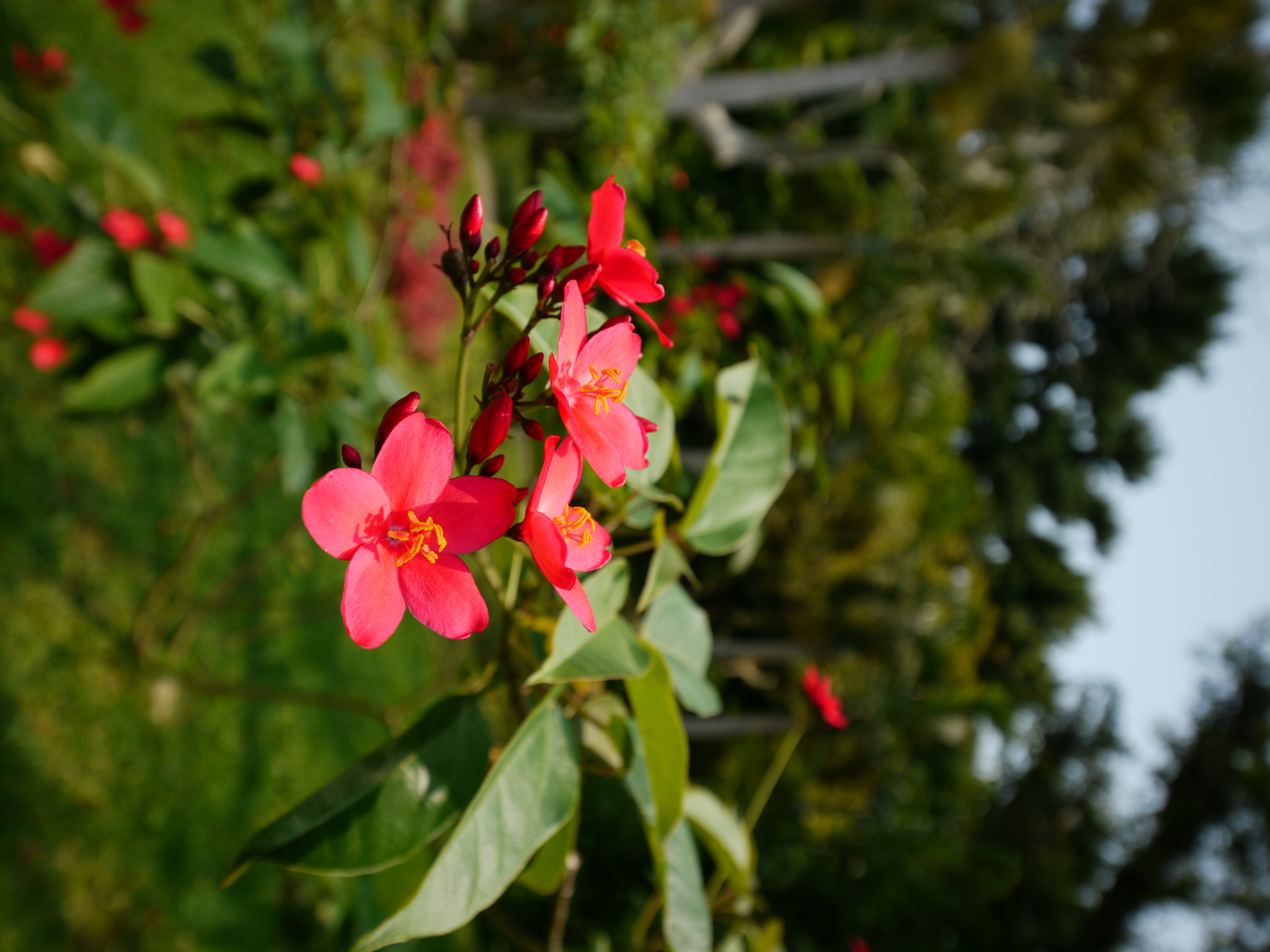 <b>DMC-GH1 / LUMIX G VARIO 7-14mm F4 ASPH. / 約5.1MB / 3,000×4,000 / 1/800秒 / F4.5 / +0.3EV / ISO100 / WB:晴天 / 14mm</b>