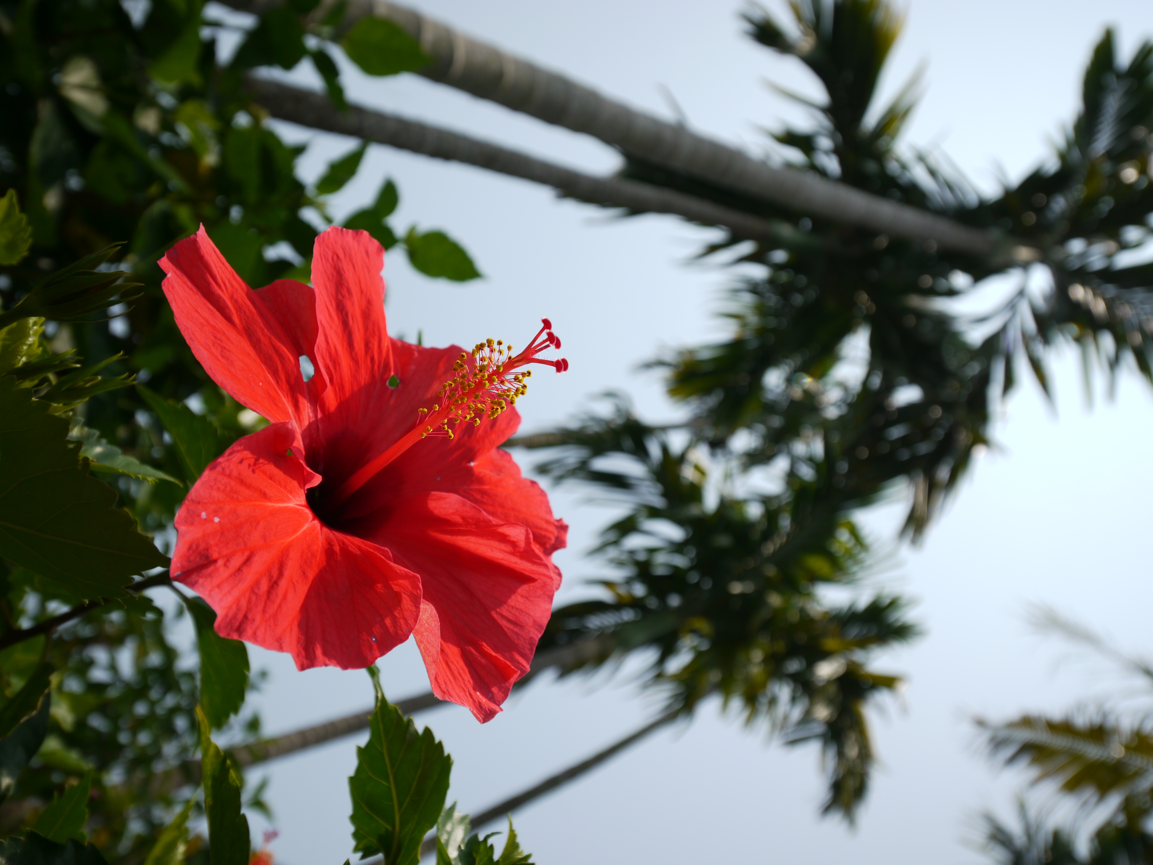 <b>DMC-GH1 / LUMIX G VARIO 7-14mm F4 ASPH. / 約4.5MB / 3,000×4,000 / 1/1300秒 / F4.5 / +0.3EV / ISO100 / WB:晴天 / 14mm</b>