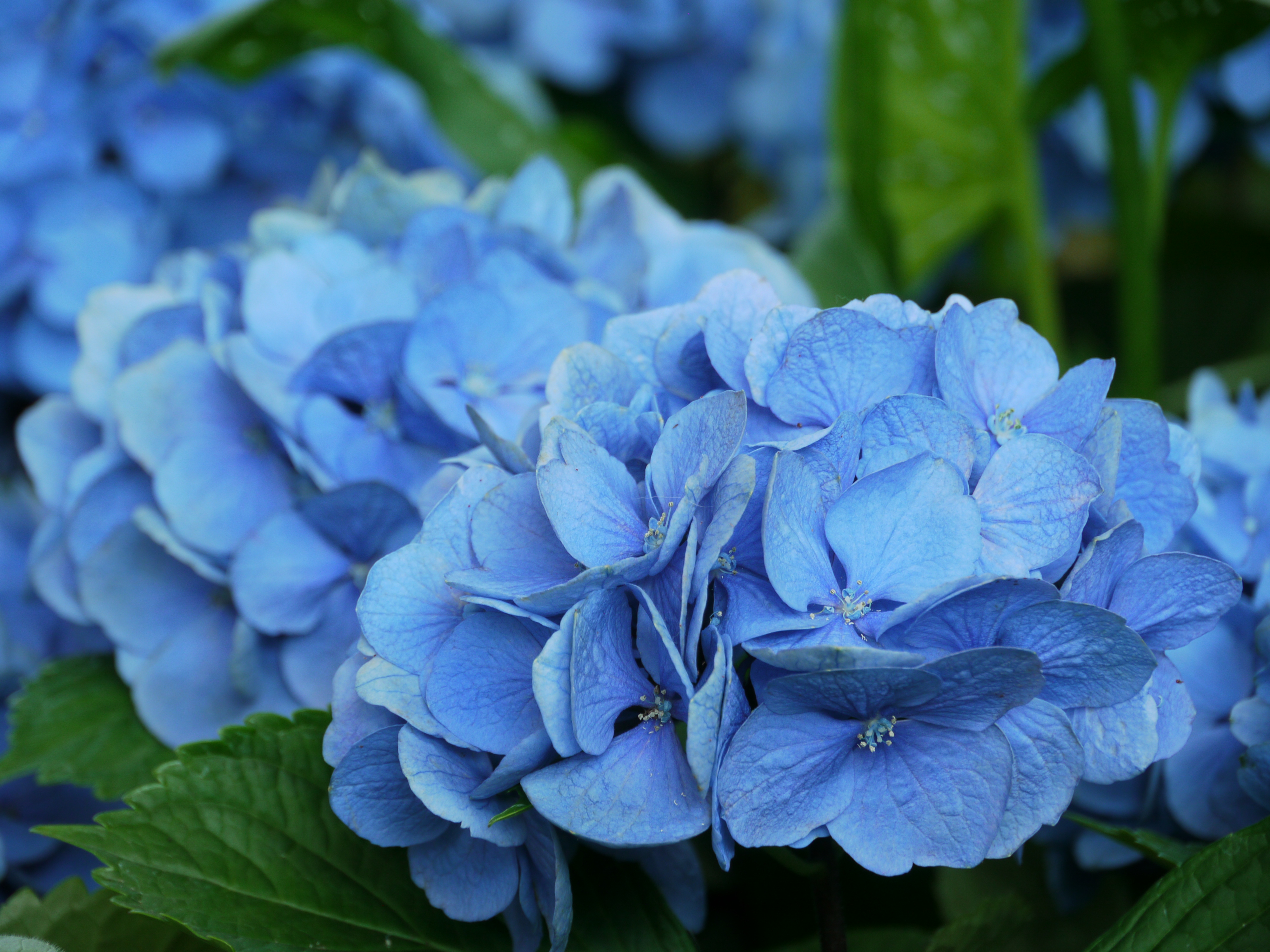 <b>DMC-GH1 / 約5.7MB / 4,000×3,000 / 1/30秒 / F5.8 / 0EV / ISO200 / WB:晴天 / 140mm</b>