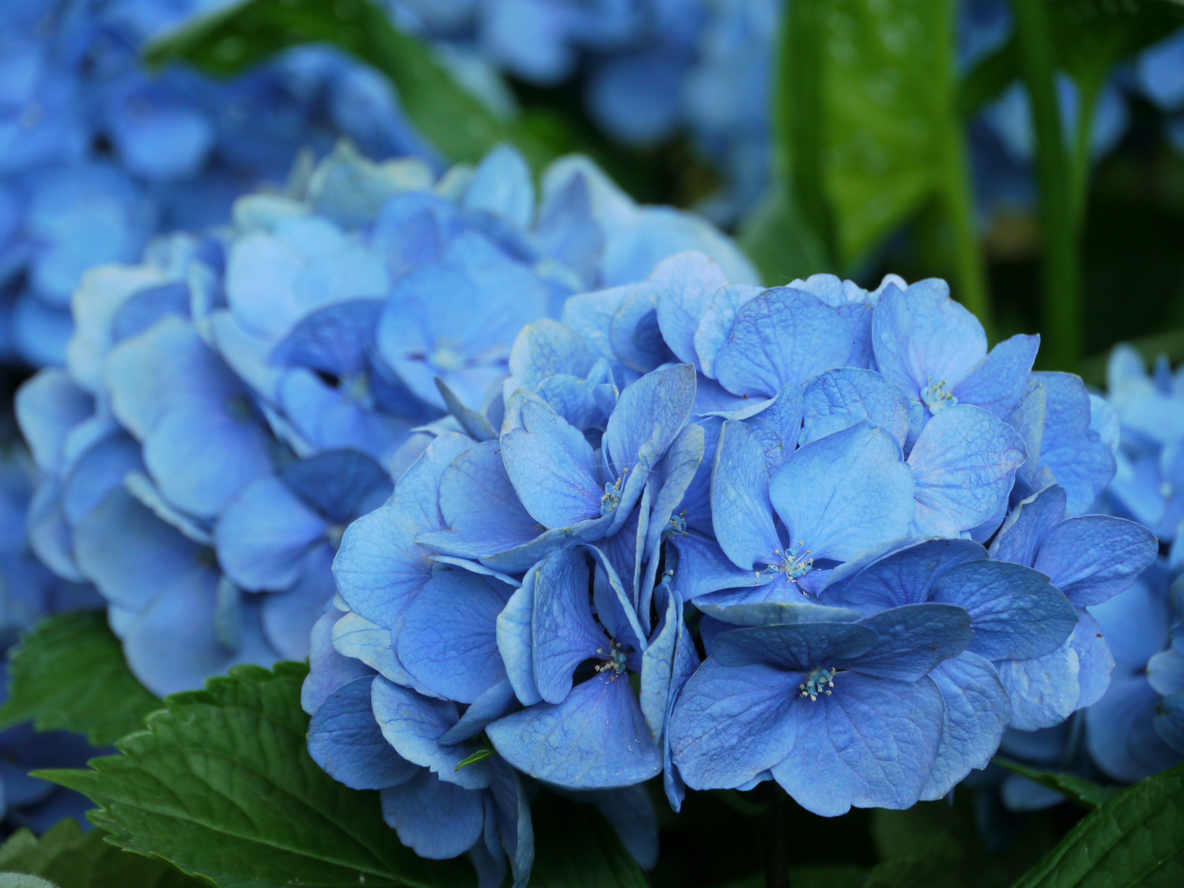 <b>DMC-GH1 / 約6.1MB / 4,000×3,000 / 1/60秒 / F5.8 / 0EV / ISO400 / WB:晴天 / 140mm</b>