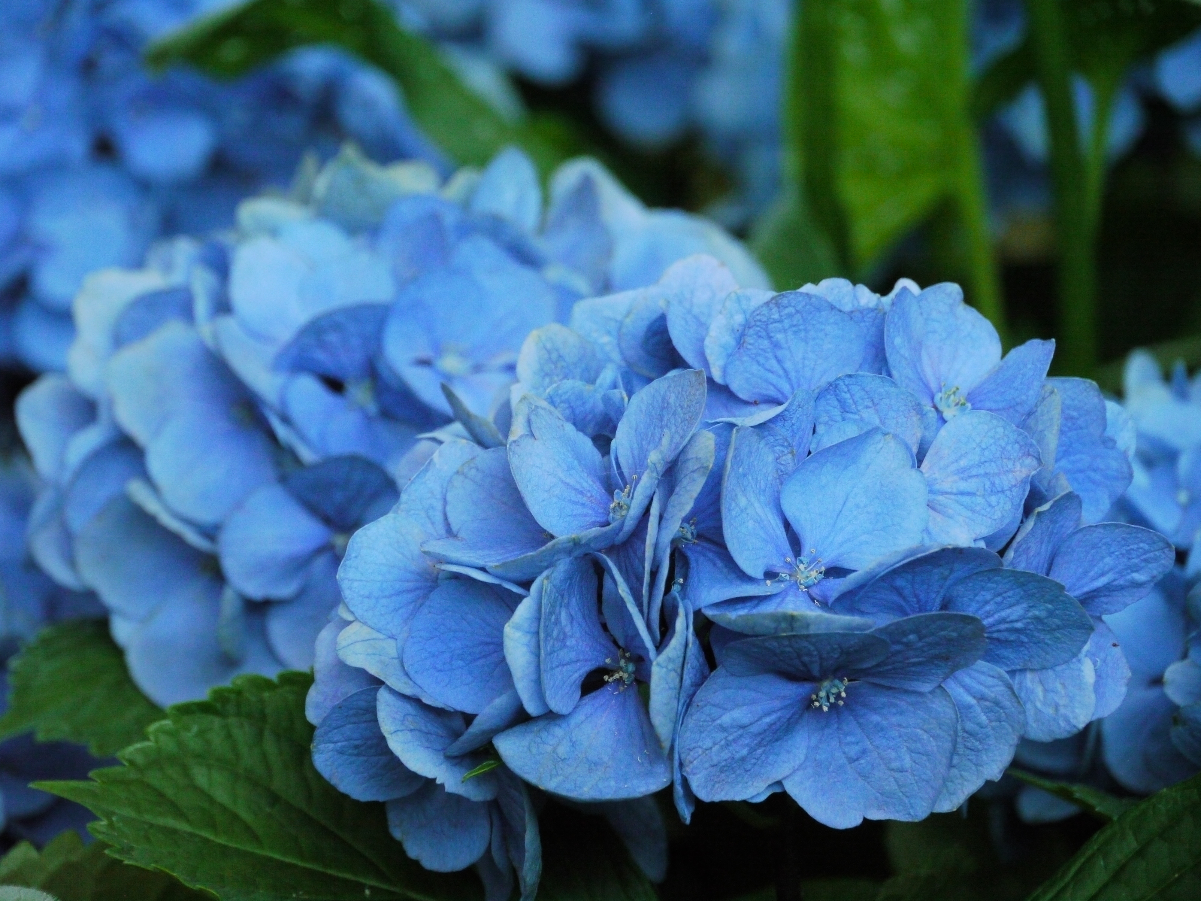 <b>DMC-GH1 / 約5.8MB / 4,000×3,000 / 1/250秒 / F5.8 / 0EV / ISO1600 / WB:晴天 / 140mm</b>