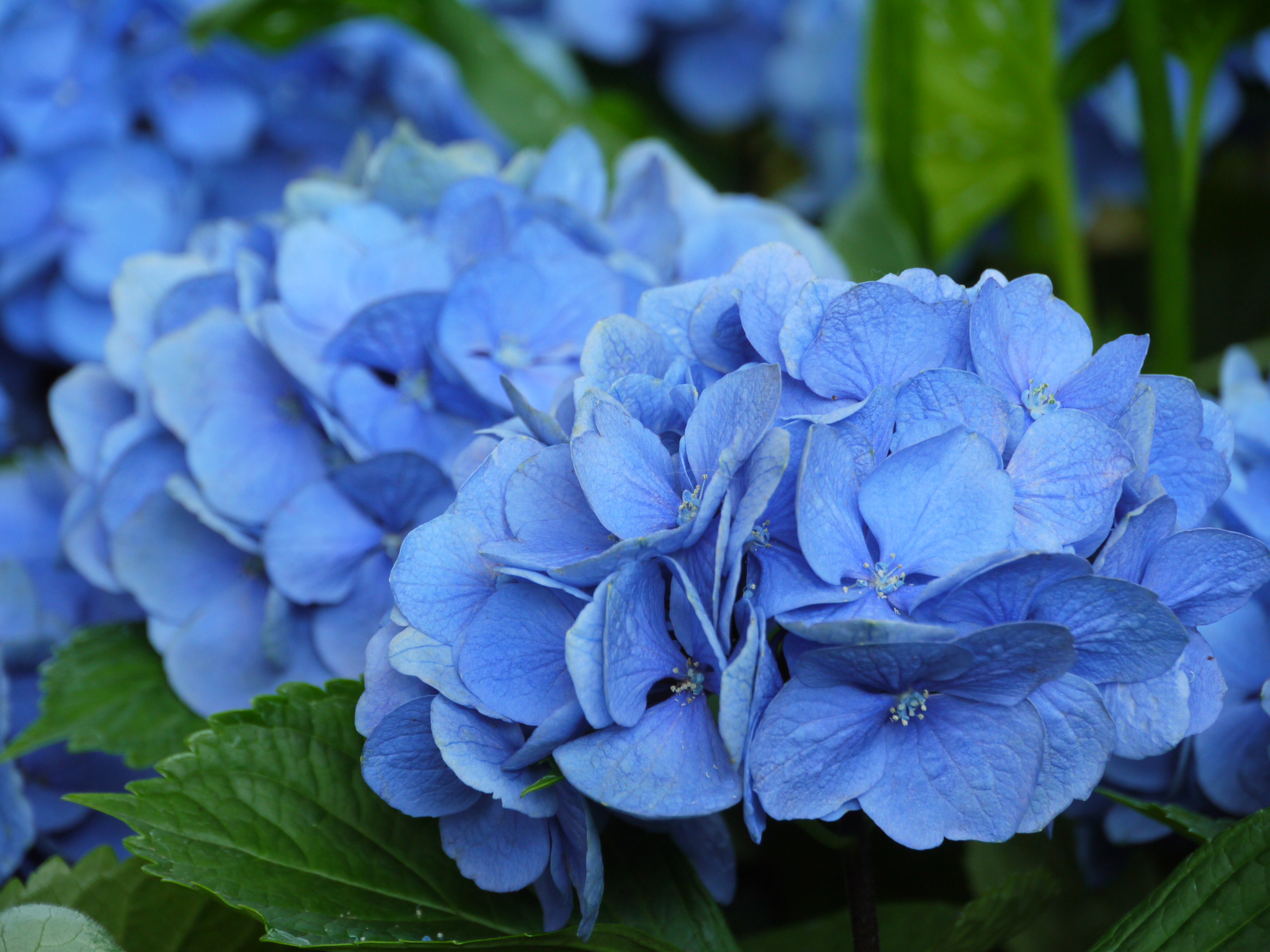 <b>DMC-G1 / 約5.6MB / 4,000×3,000 / 1/60秒 / F5.8 / 0EV / ISO400 / WB:オート / 140mm</b>