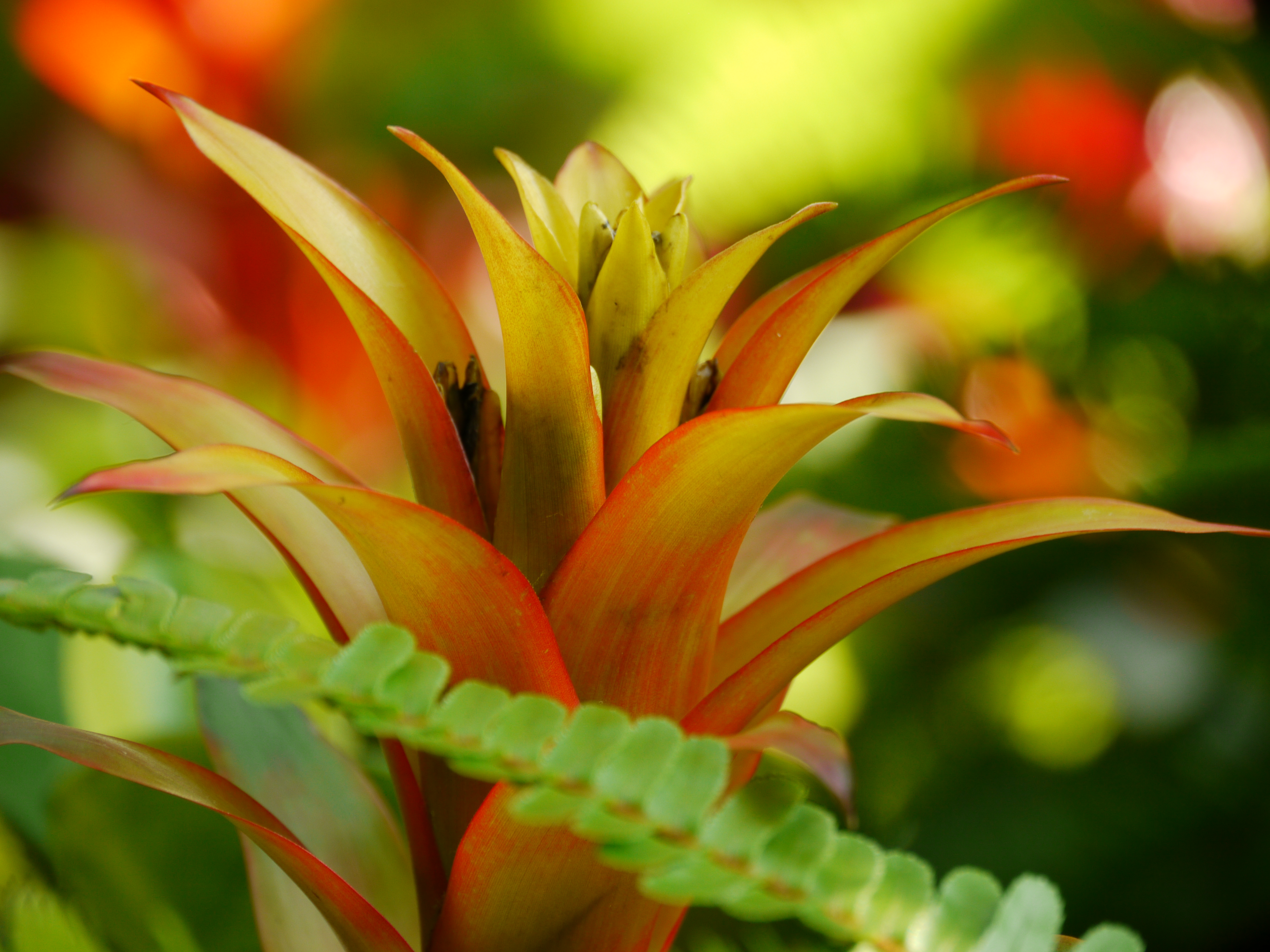 <b>DMC-GH1 / 約5.6MB / 4,000×3,000 / 1/80秒 / F5.8 / 0EV / ISO200 / WB:晴天 / 140mm</b>