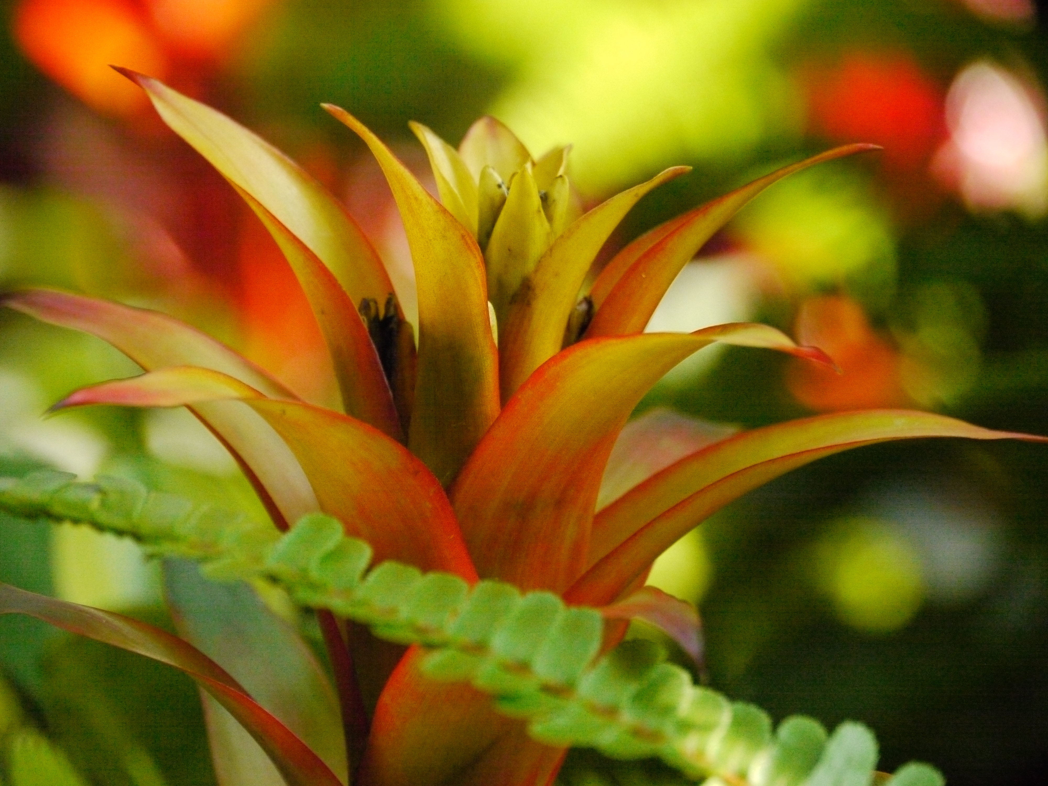 <b>DMC-GH1 / 約6.2MB / 4,000×3,000 / 1/1300秒 / F5.8 / 0EV / ISO3200 / WB:晴天 / 140mm</b>