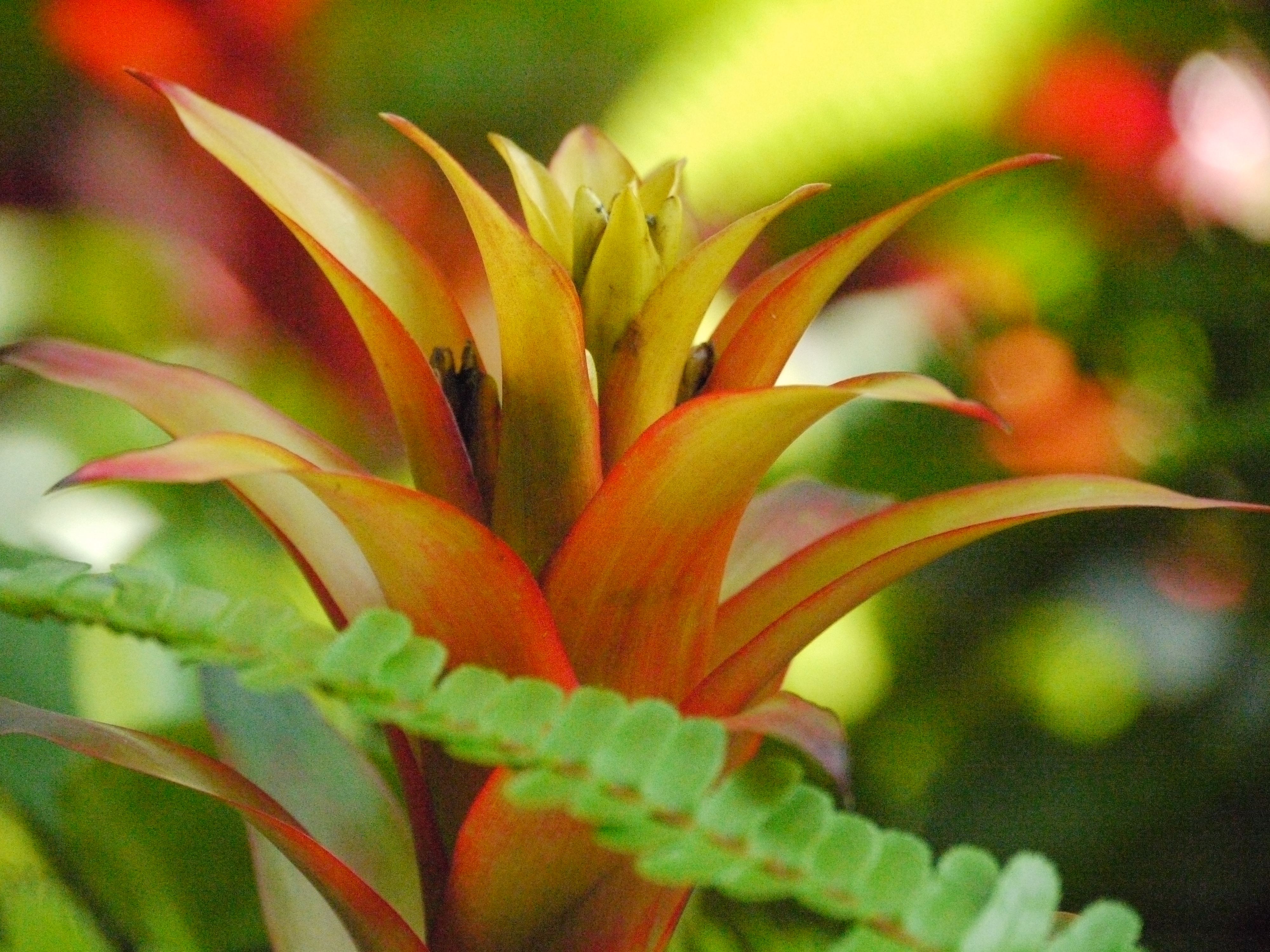 <b>DMC-G1 / 約5.9MB / 4,000×3,000 / 1/1300秒 / F5.8 / 0EV / ISO3200 / WB:オート / 140mm</b>