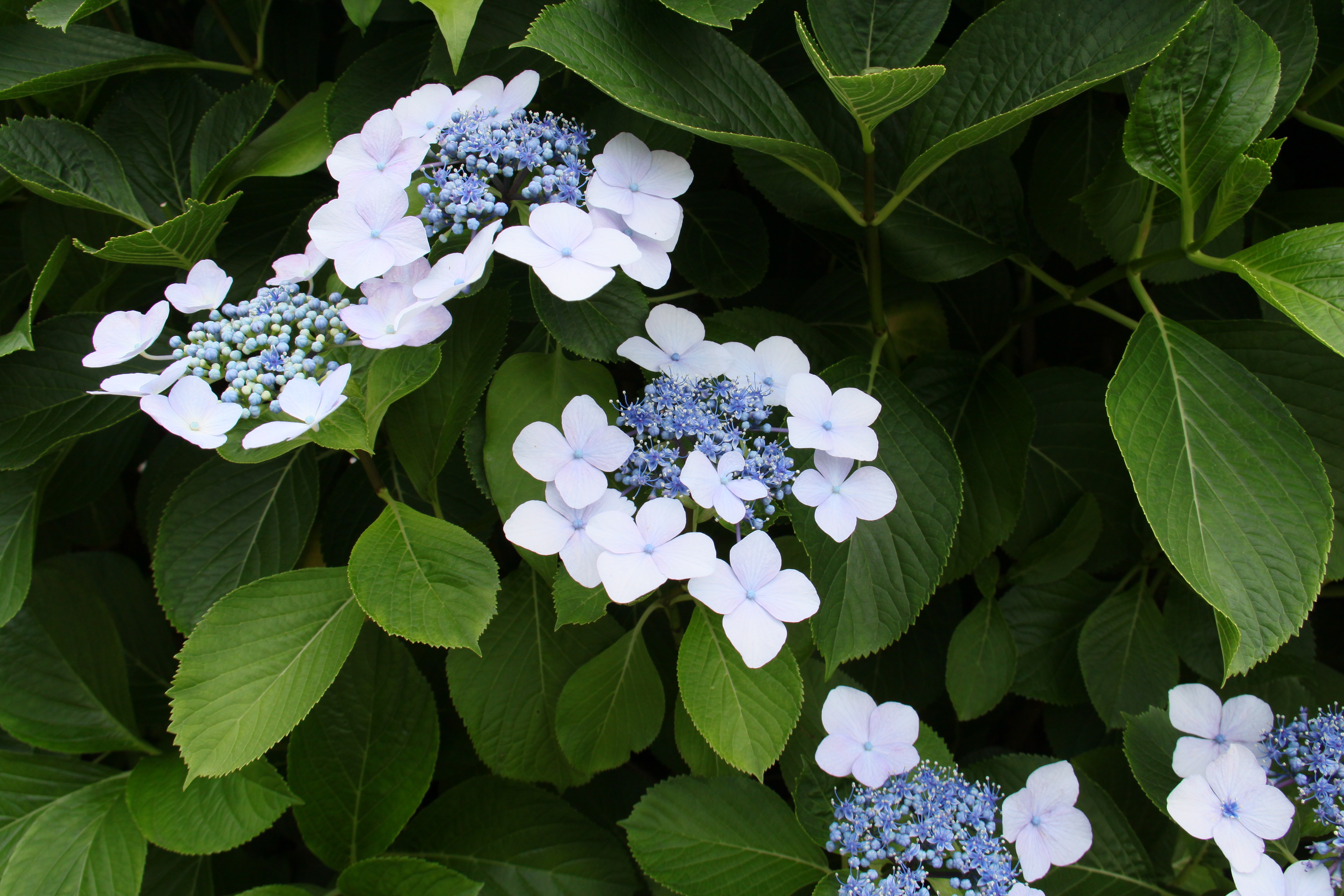 <b>EF-S 18-200mm F3.5-5.6 IS / 4,752×3,168 / 1/125秒 / F8 / ISO200 / WB:太陽光 / 18mm（29mm相当）</b>