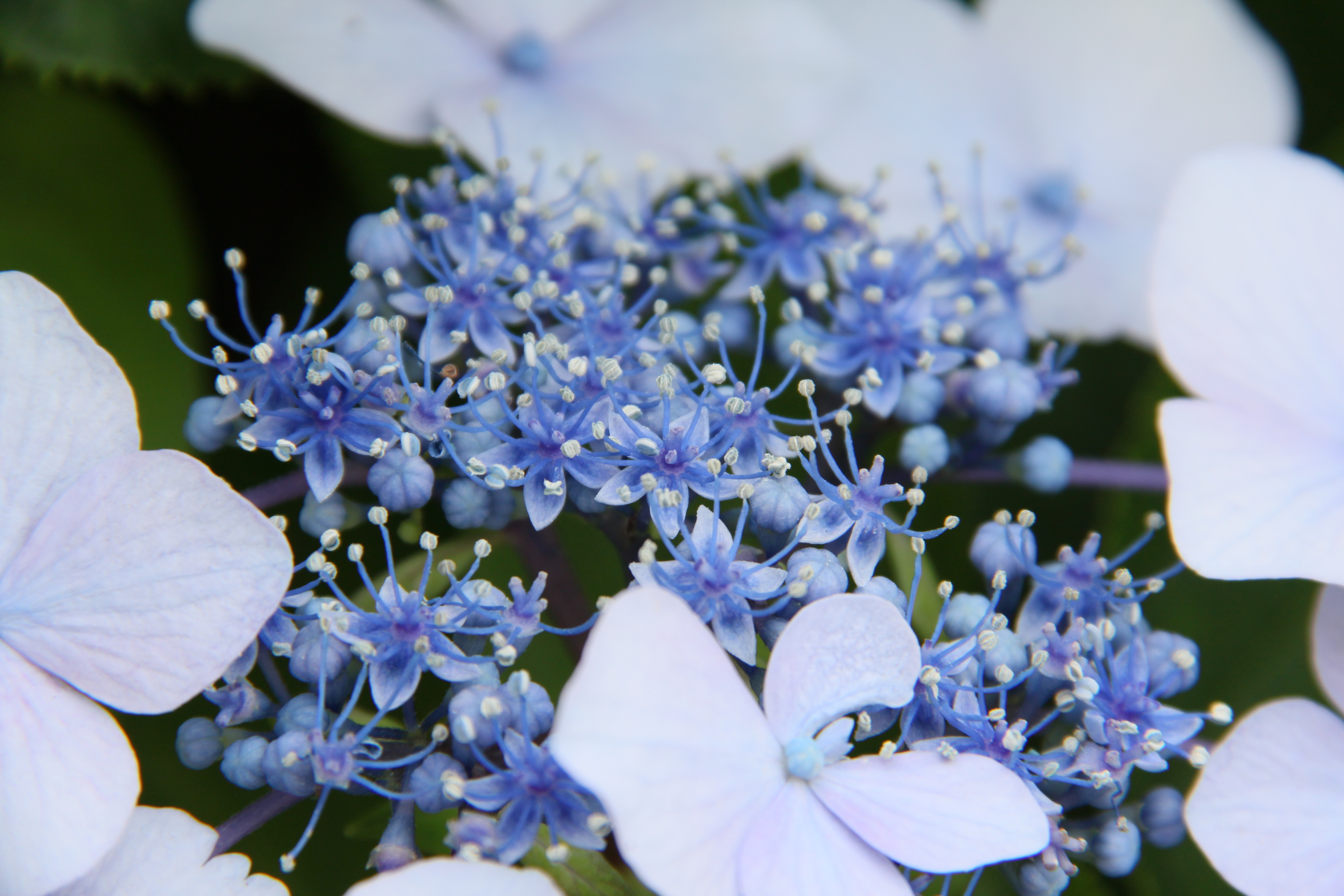 <b>EF-S 18-200mm F3.5-5.6 IS / 4,752×3,168 / 1/125秒 / F8 / ISO200 / WB:太陽光 / 200mm（320mm相当）</b>