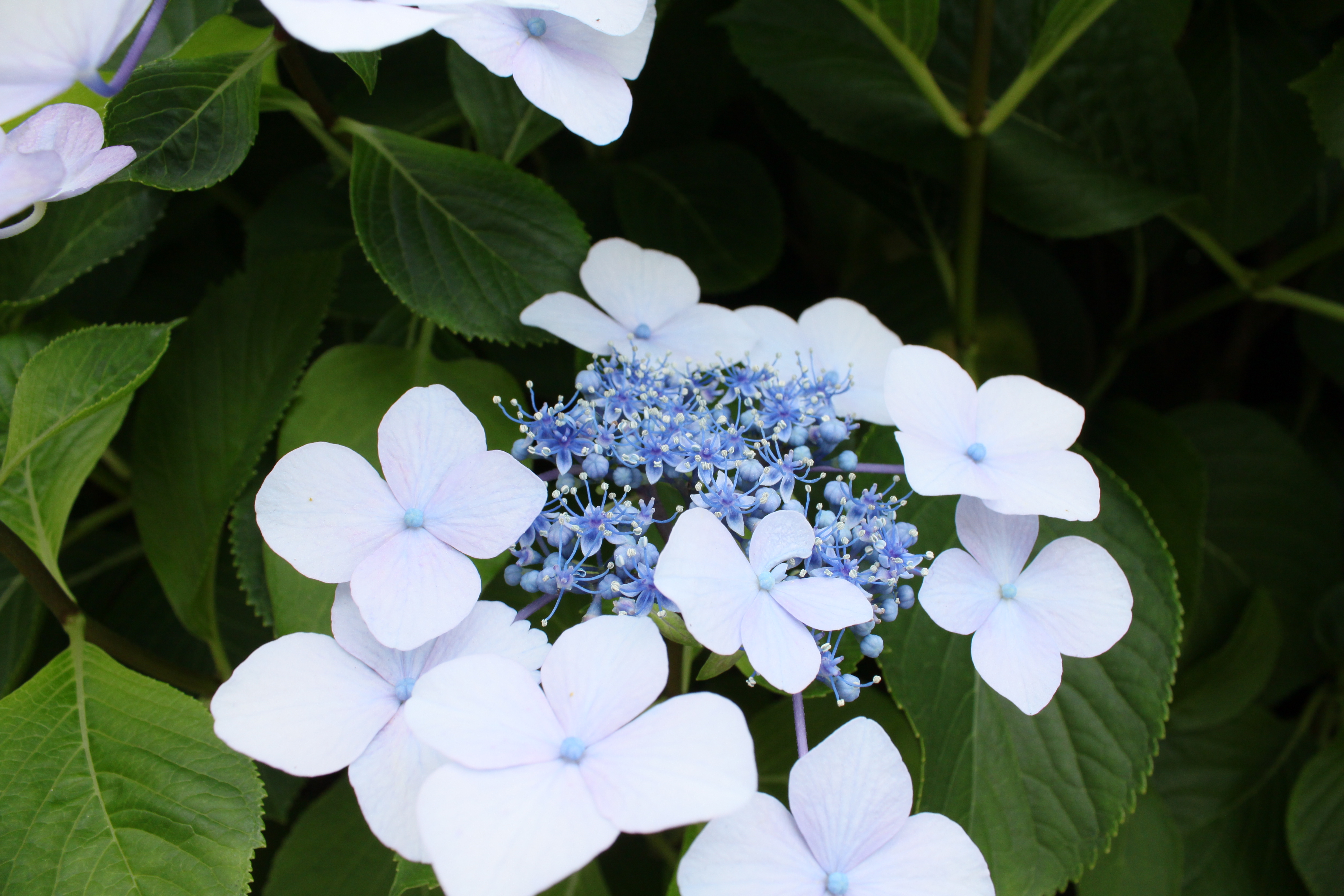 <b>EF-S 18-55mm F3.5-5.6 IS / 4,752×3,168 / 1/125秒 / F8 / ISO200 / WB:太陽光 / 18mm（29mm相当）</b>