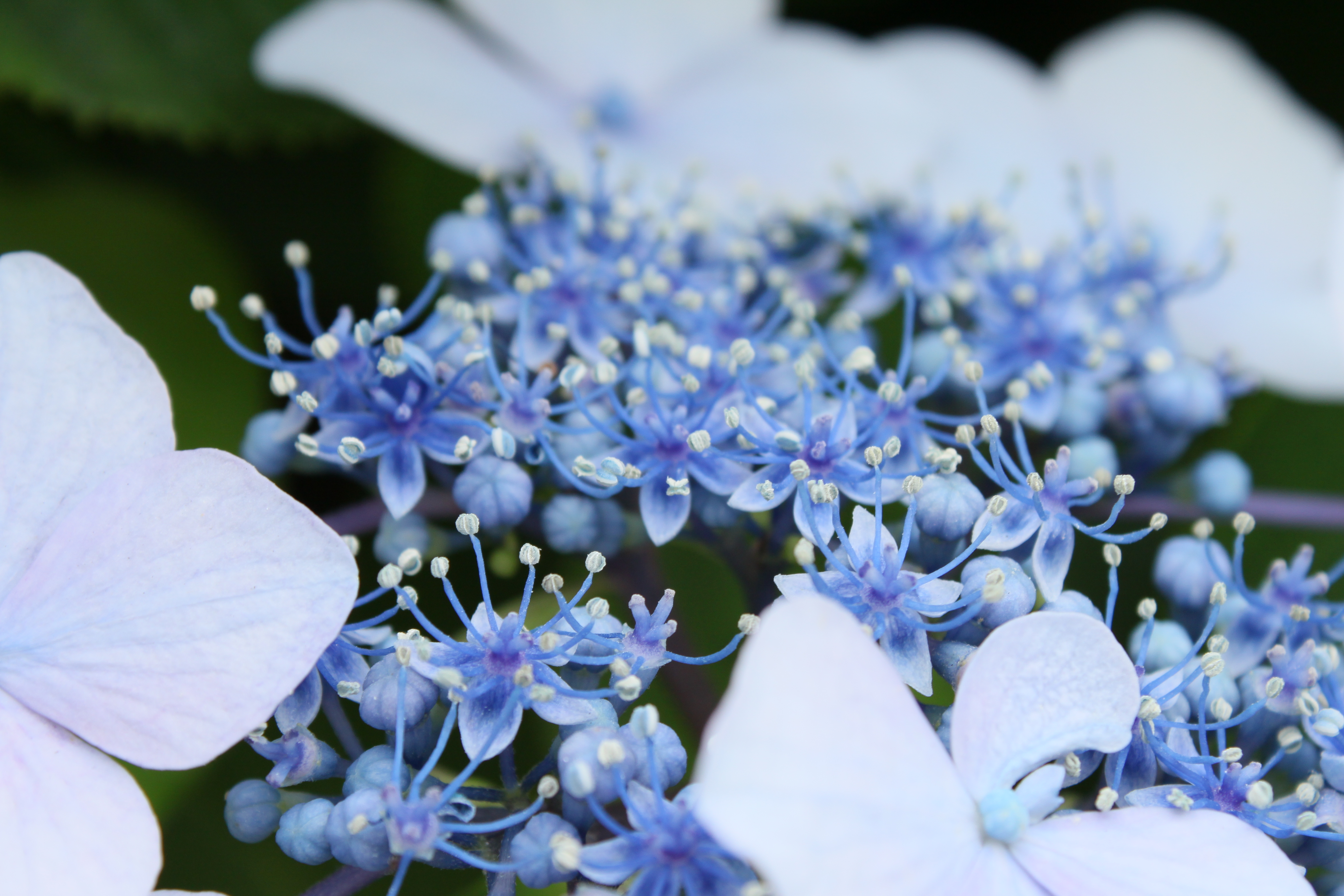 <b>EF-S 18-55mm F3.5-5.6 IS / 4,752×3,168 / 1/125秒 / F8 / ISO200 / WB:太陽光 / 55mm（88mm相当）</b>