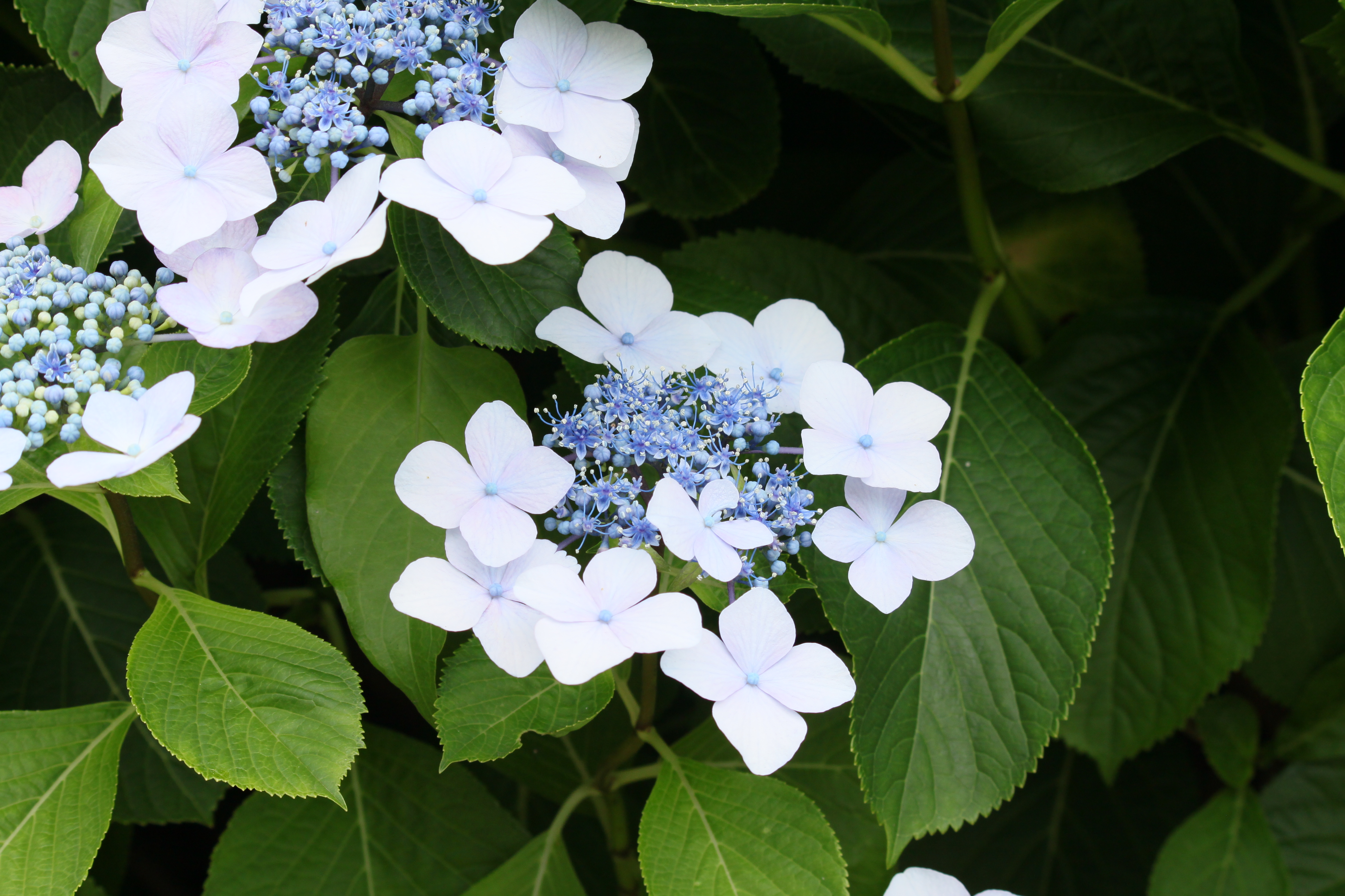 <b>EF-S 55-250mm F4-5.6 IS / 4,752×3,168 / 1/125秒 / F8 / ISO200 / WB:太陽光 / 55mm（88mm相当）</b>