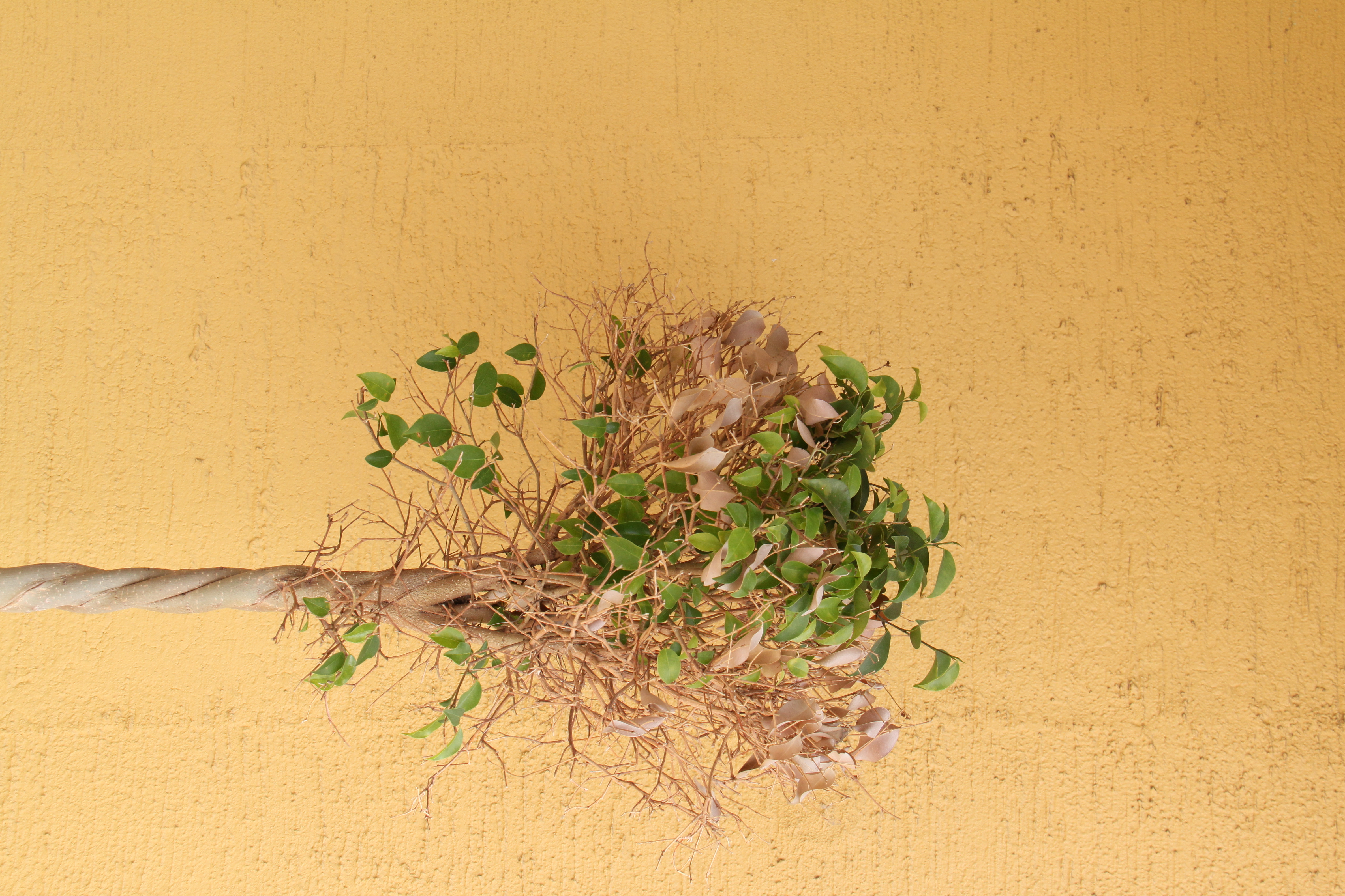 <b>EF-S 18-200mm F3.5-5.6 IS / 4,752×3,168 / 1/125秒 / F7.1 / +0.3EV / ISO200 / WB:太陽光 / 35mm（56mm相当）</b>