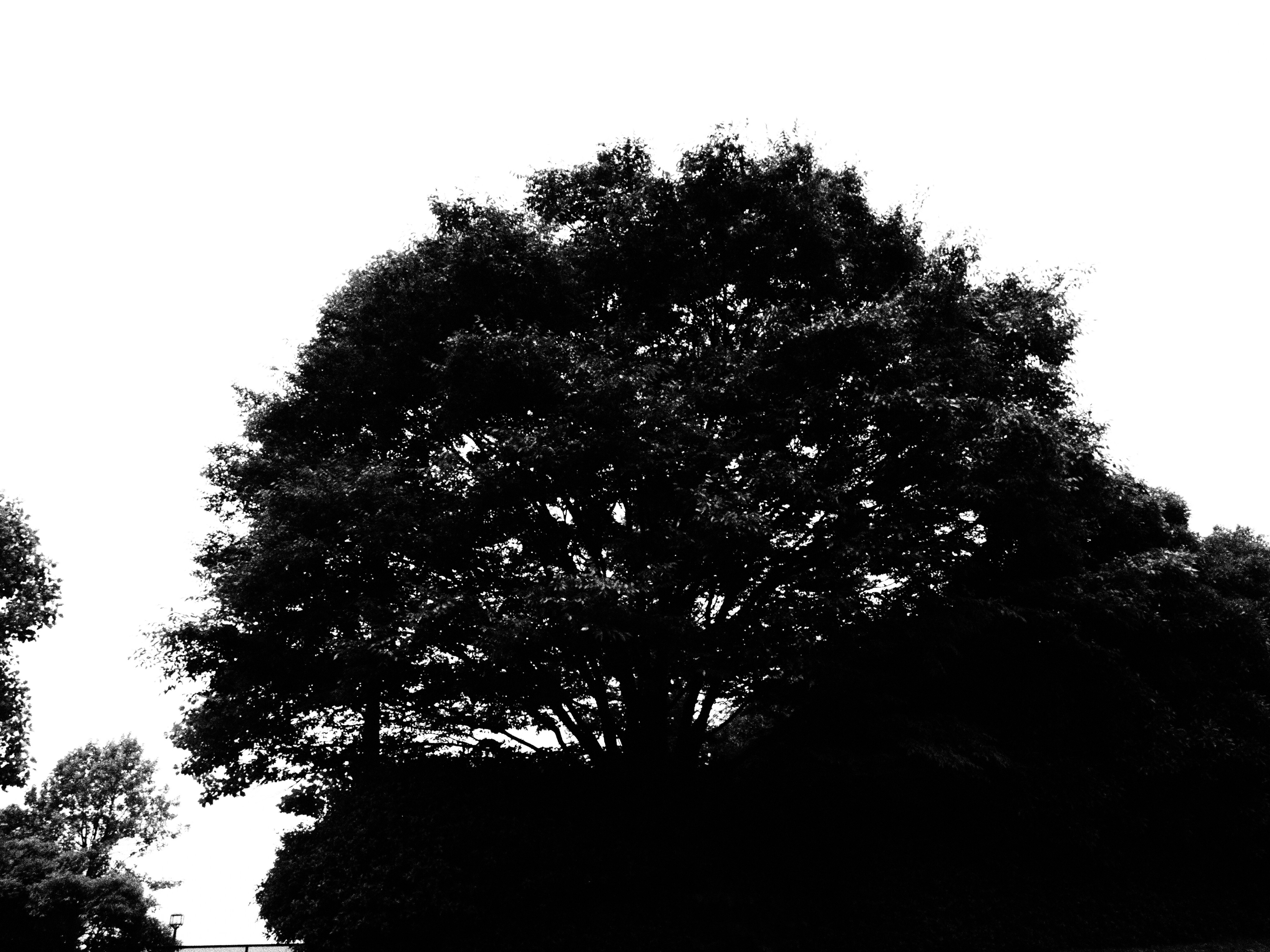 <b>E-30 / ZUIKO DIGITAL 14-54mm F2.8-3.5 / 約2.4MB / 4,032×3,024 / 1/400秒 / F6.3 / 0EV / ISO200 / WB:オート / 14mm</b>