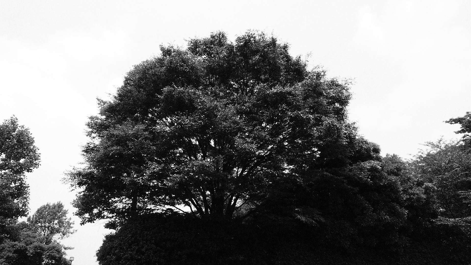 <b>DMC-LX3 / 約534K / 1,920×1,080 / 1/2,000秒 / F8 / 0EV / ISO1600 / WB:オート / 5.1mm</b>