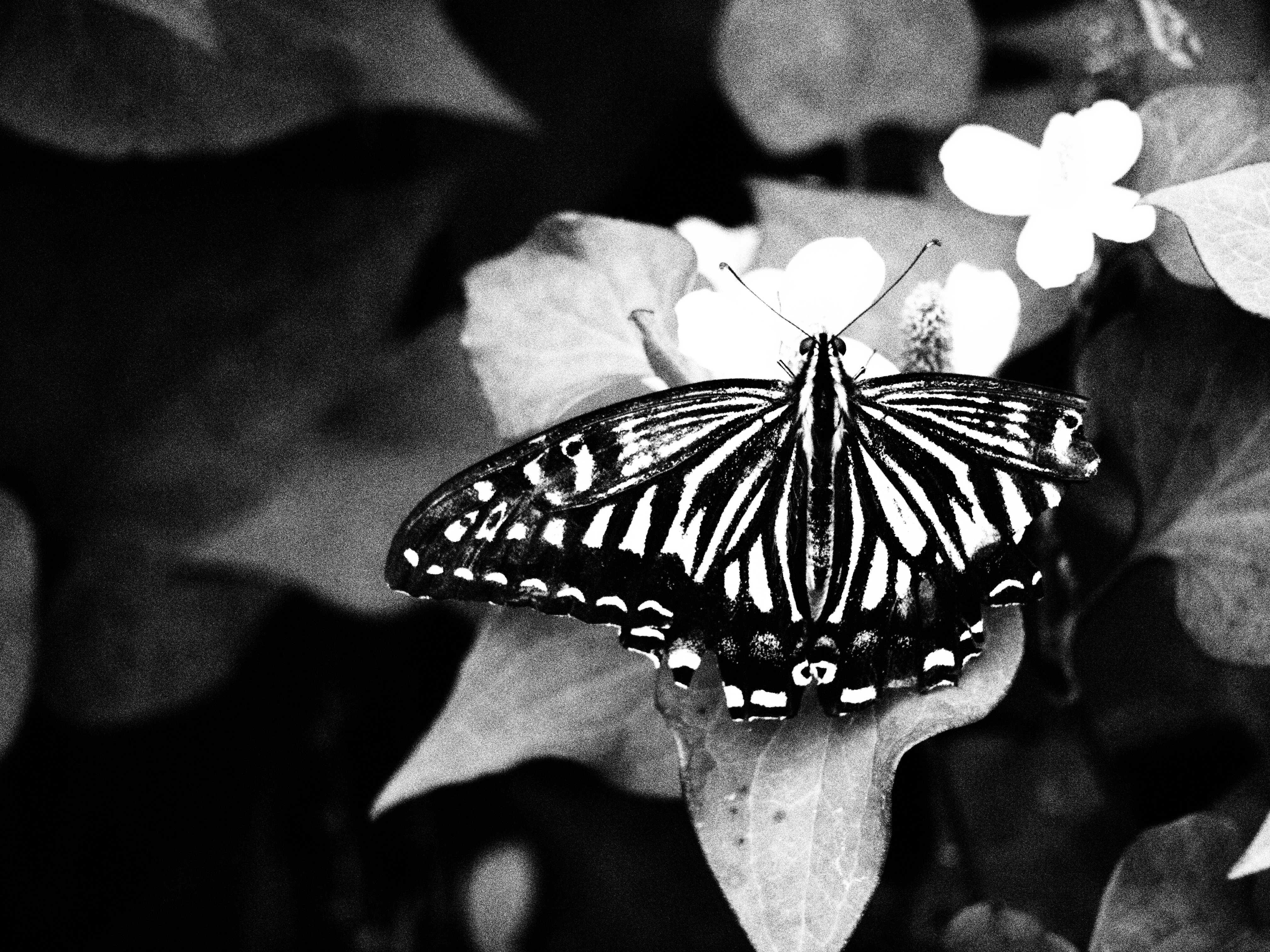 <b>E-30 / ZUIKO DIGITAL ED 40-150mm F4-5.6 / 約2.1MB / 4,032×3,024 / 1/250秒 / F5.6 / 0EV / ISO2000 / WB:オート / 150mm</b>