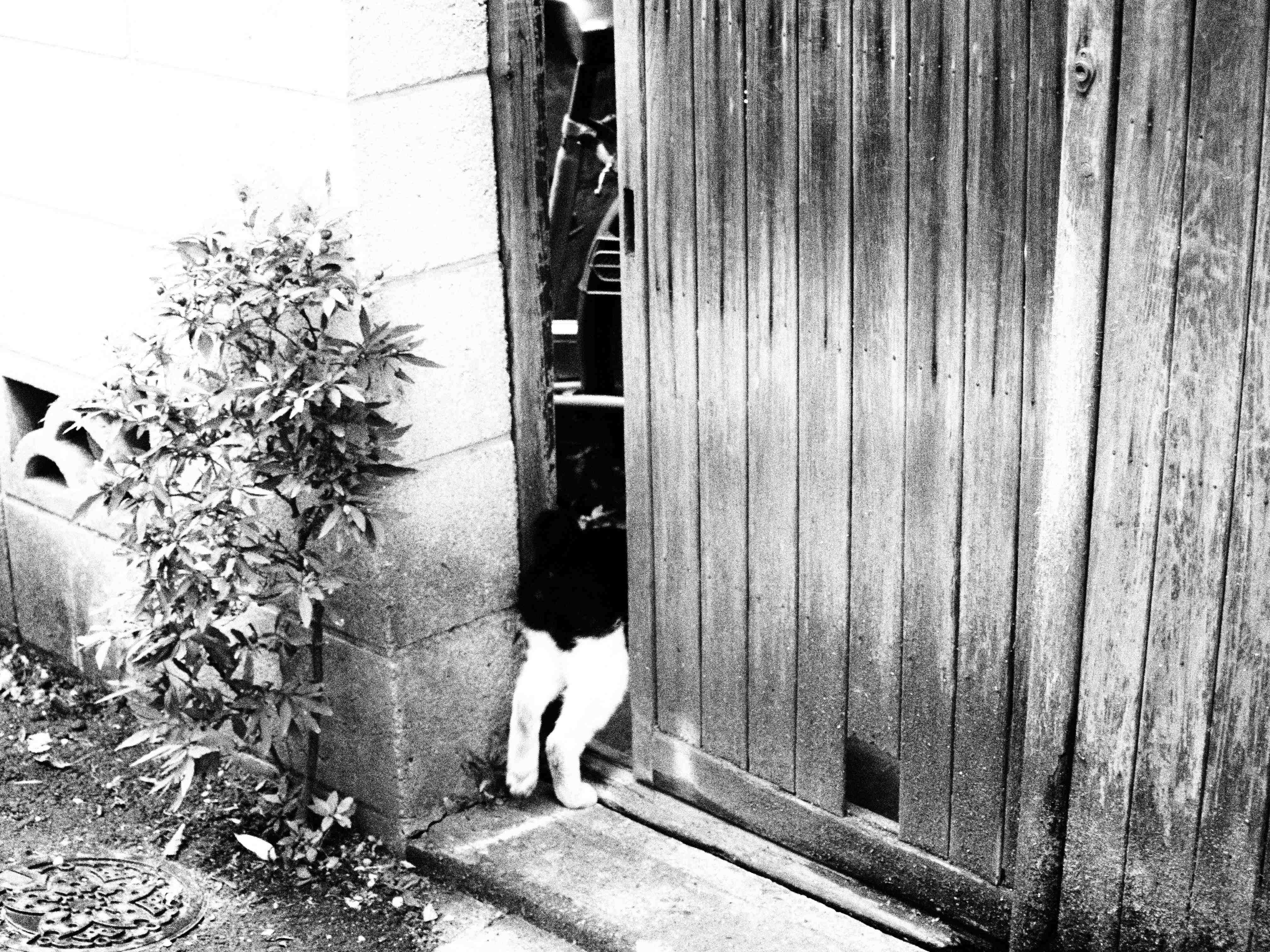 <b>E-30 / ZUIKO DIGITAL ED 40-150mm F4-5.6 / 約1.8MB / 4,032×3,024 / 1/80秒 / F4 / 0EV / ISO400 / WB:オート / 40mm</b>