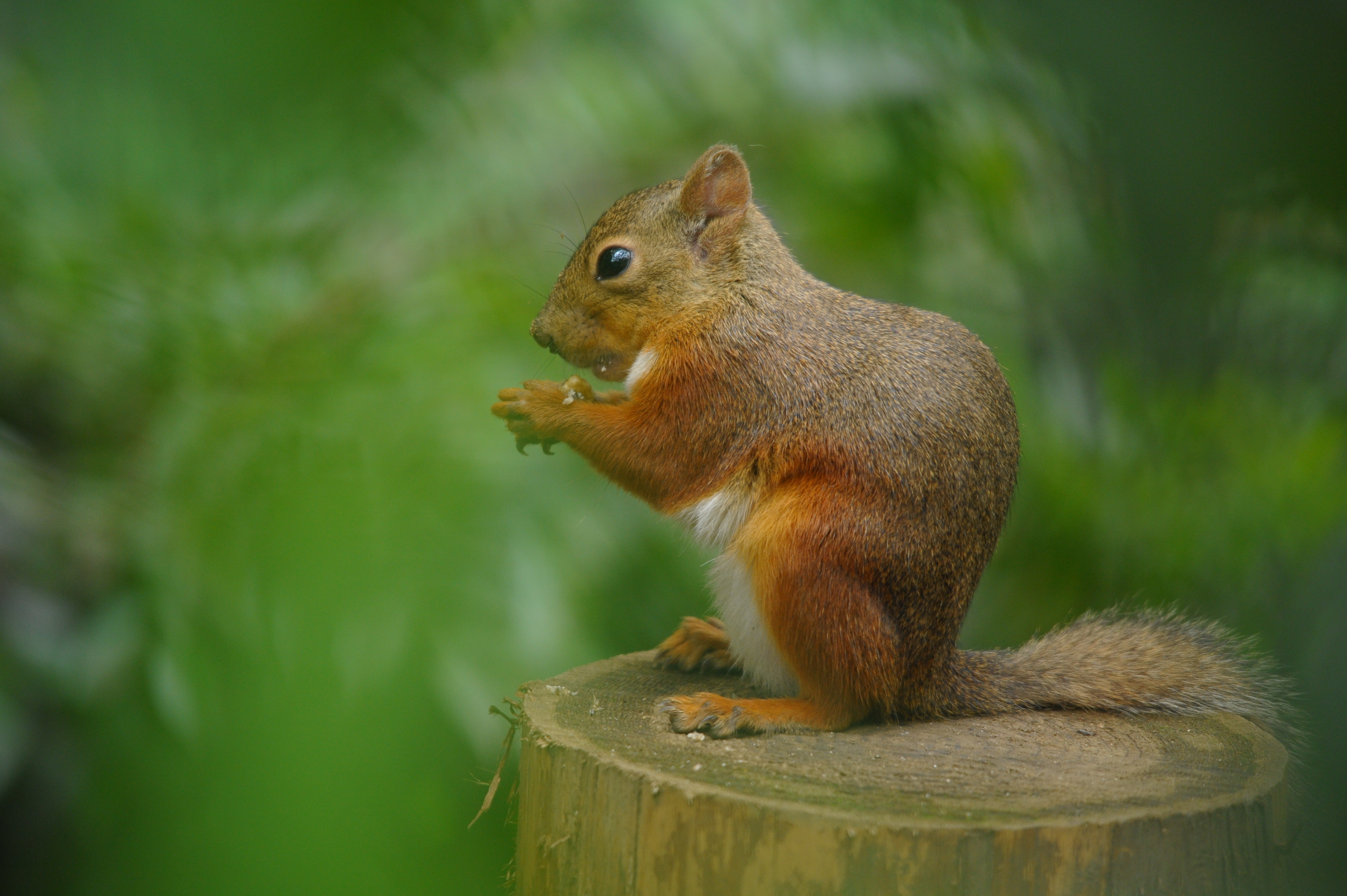 <b>D700 / 4,256×2,832 / 1/320秒 / F6.3 / 0EV / ISO1600 / 絞り優先AE / WB:晴天 / 500mm / ヴィネットコントロール:しない</b>