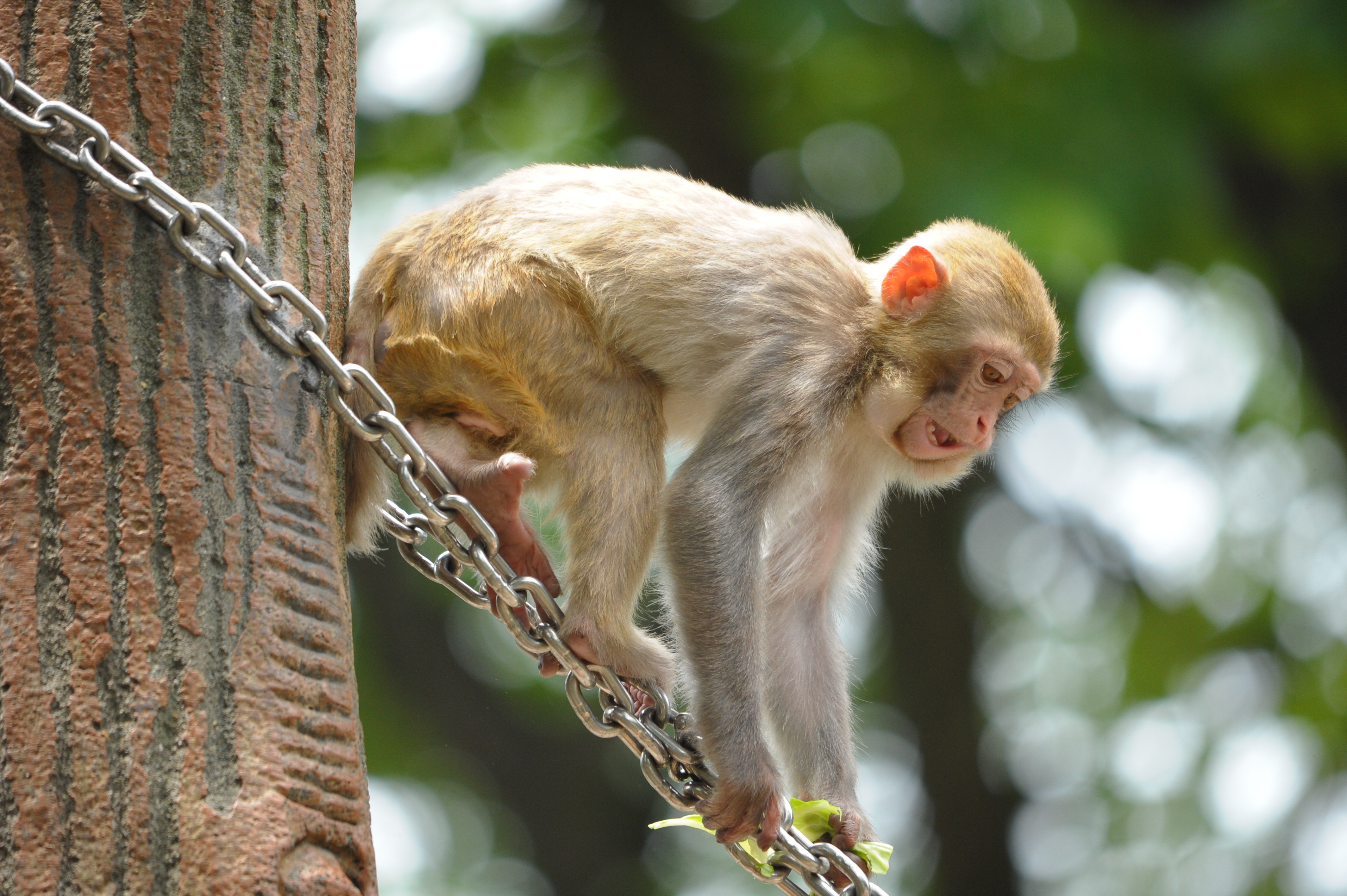 <b>D700 / 4,256×2,832 / 1/800秒 / F6.3 / +1EV / ISO1600 / 絞り優先AE / WB:晴天 / 500mm / ヴィネットコントロール:しない</b>