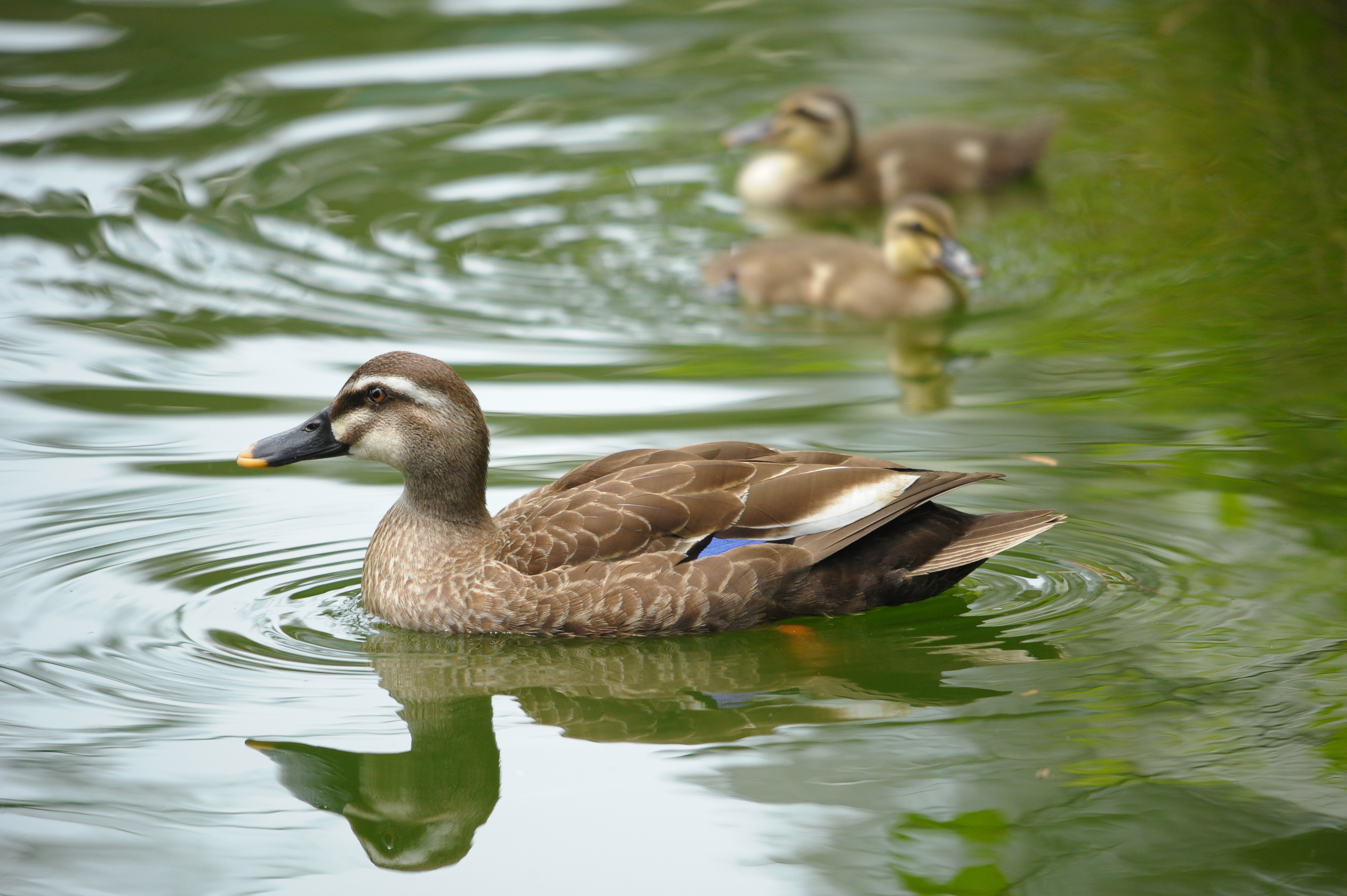 <b>D700 / 4,256×2,832 / 1/1,250秒 / F8 / +0.3EV / ISO1600 / 絞り優先AE / WB:晴天 / 500mm / ヴィネットコントロール:しない</b>