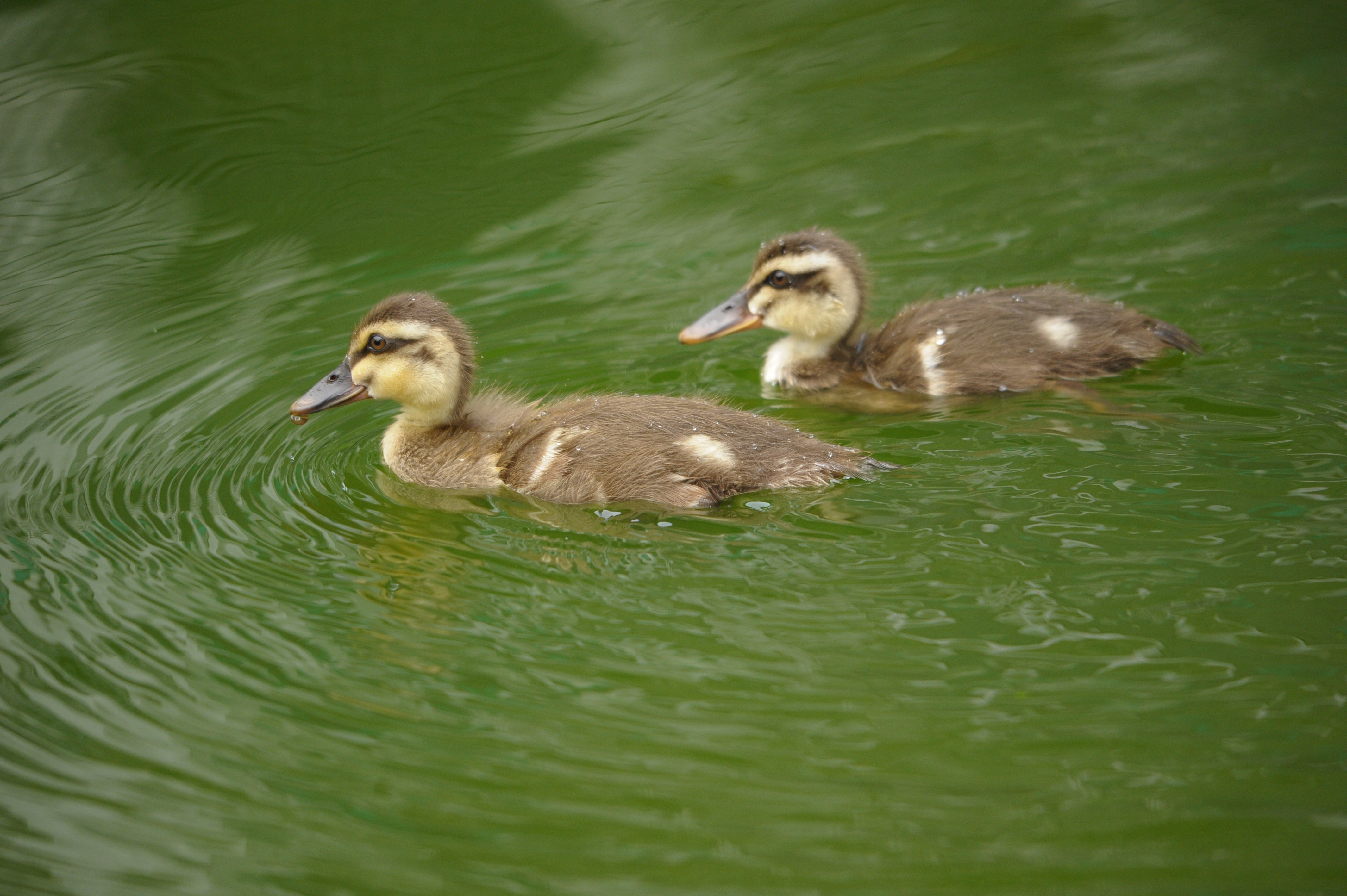 <b>D700 / 4,256×2,832 / 1/1,000秒 / F8 / -0.3EV / ISO1600 / 絞り優先AE / WB:晴天 / 500mm / ヴィネットコントロール:しない</b>