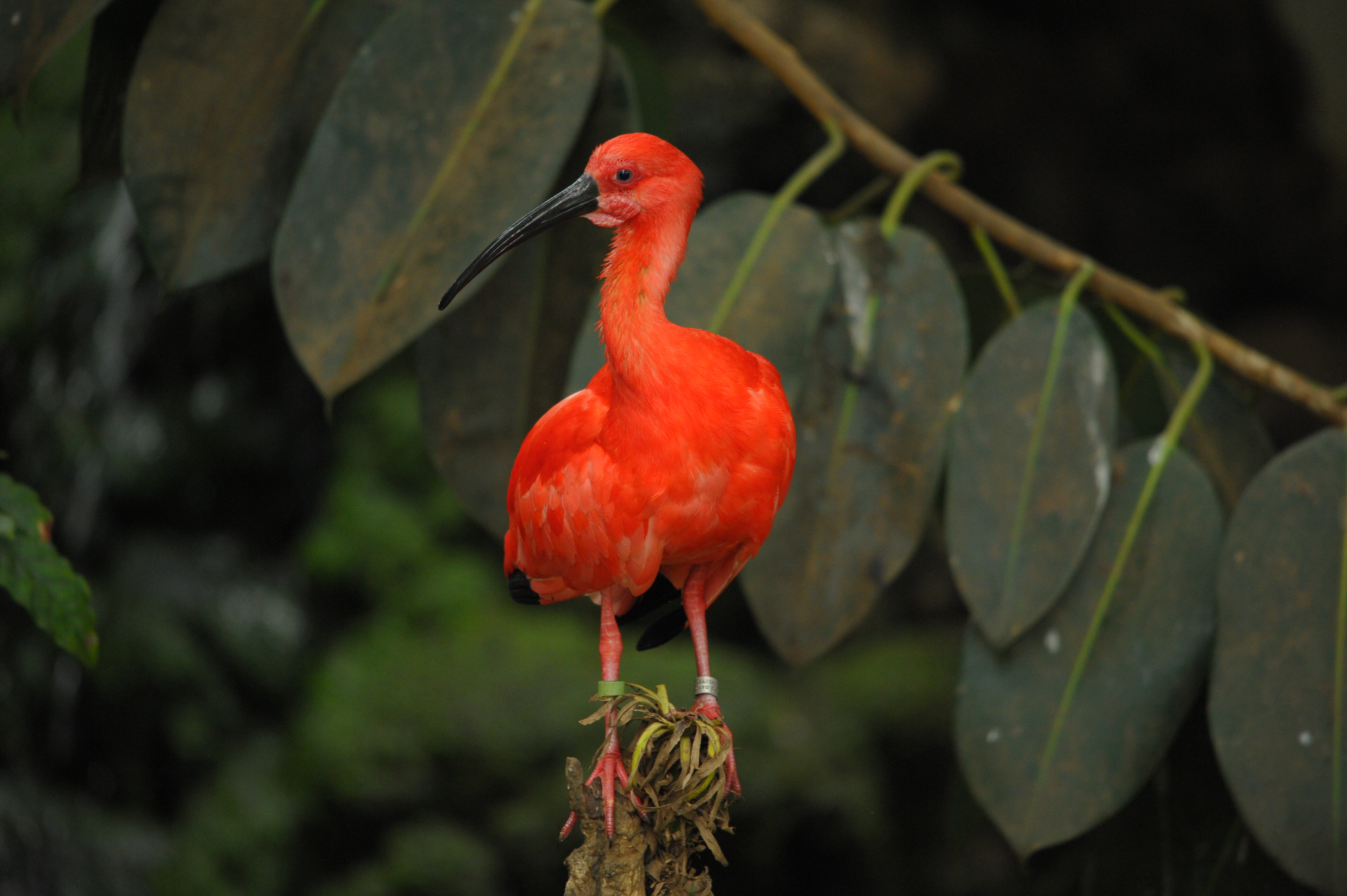 <b>D700 / 4,256×2,832 / 1/160秒 / F6.3 / -1EV / ISO2500 / 絞り優先AE / WB:晴天 / 500mm / ヴィネットコントロール:しない</b>