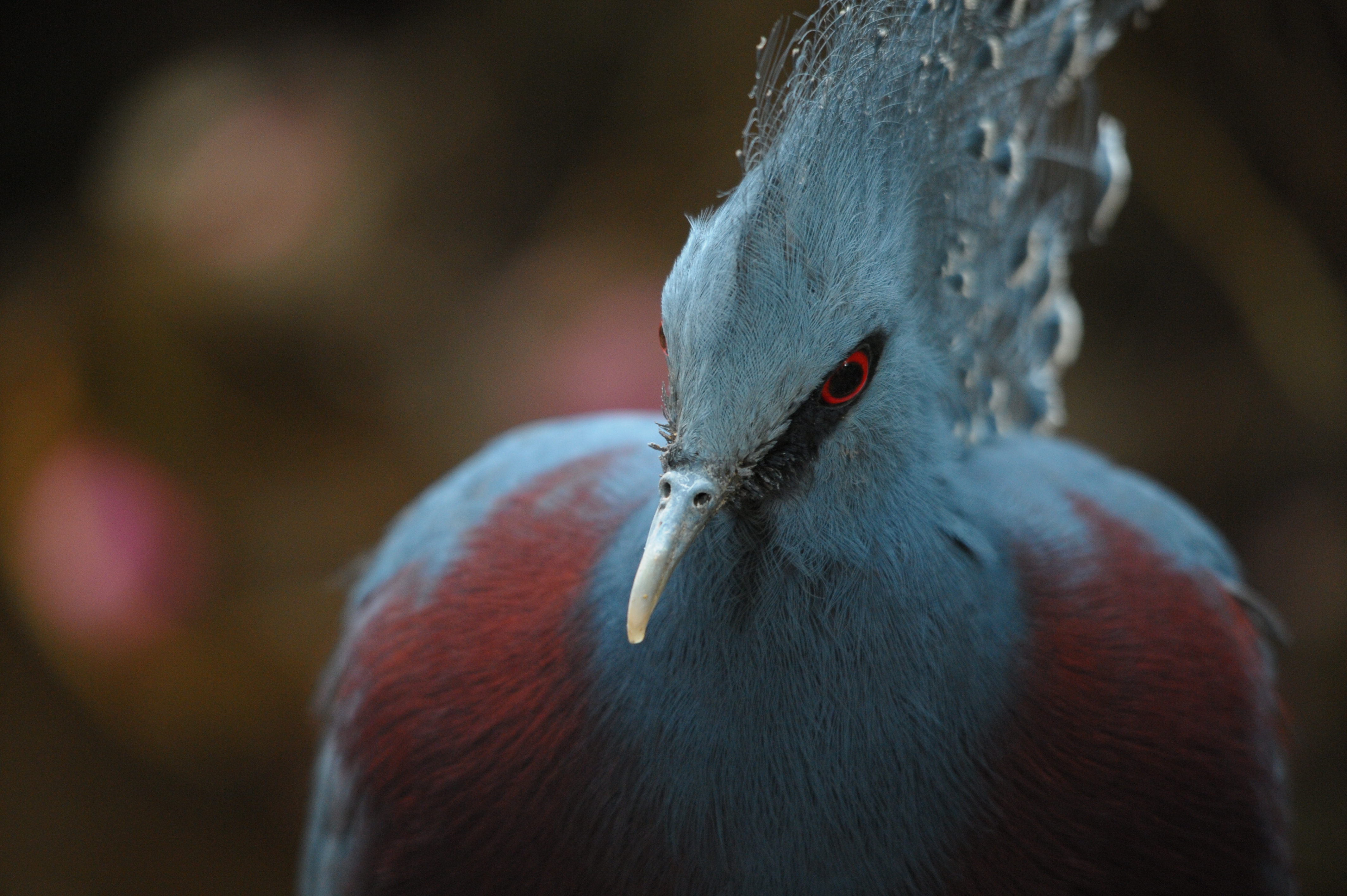 <b>D700 / 4,256×2,832 / 1/60秒 / F6.3 / -0.7EV / ISO2500 / 絞り優先AE / WB:晴天 / 450mm / ヴィネットコントロール:しない</b>