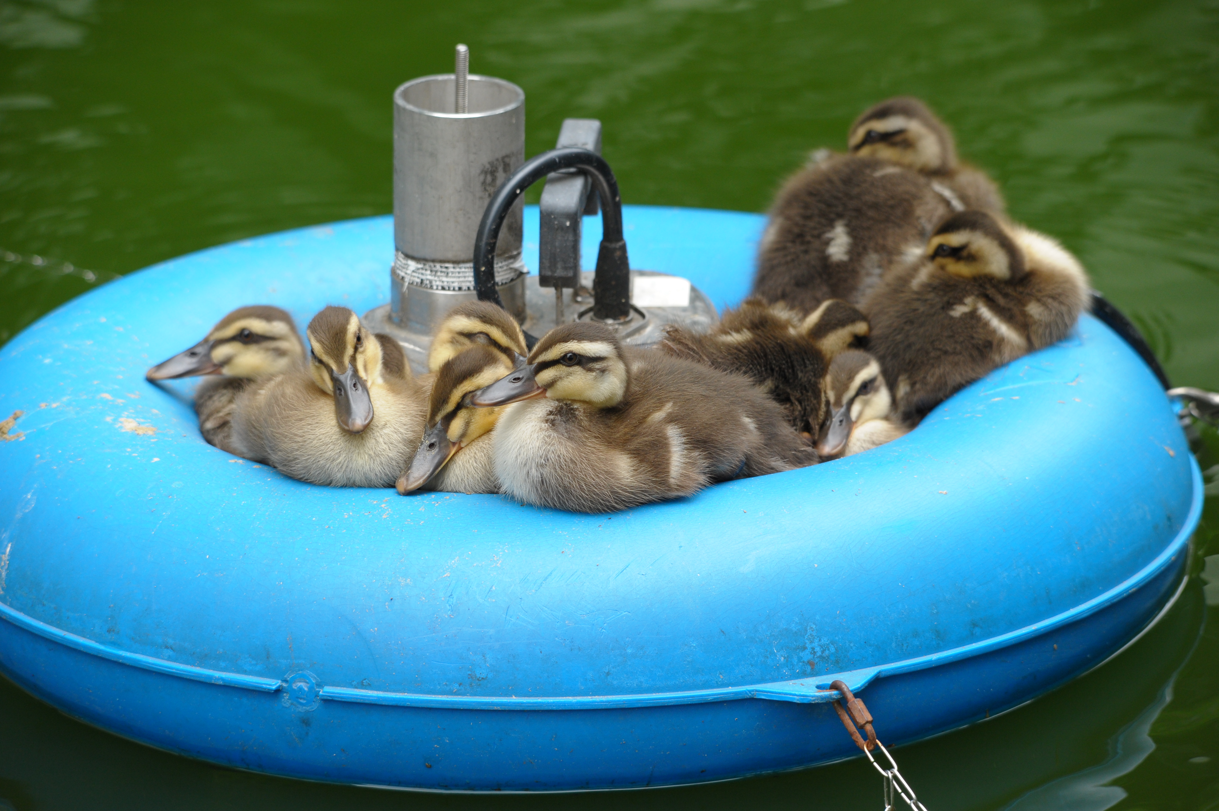 <b>D700 / 4,256×2,832 / 1/400秒 / F11 / -0.3EV / ISO1250 / 絞り優先AE / WB:晴天 / 290mm / ヴィネットコントロール:しない</b>