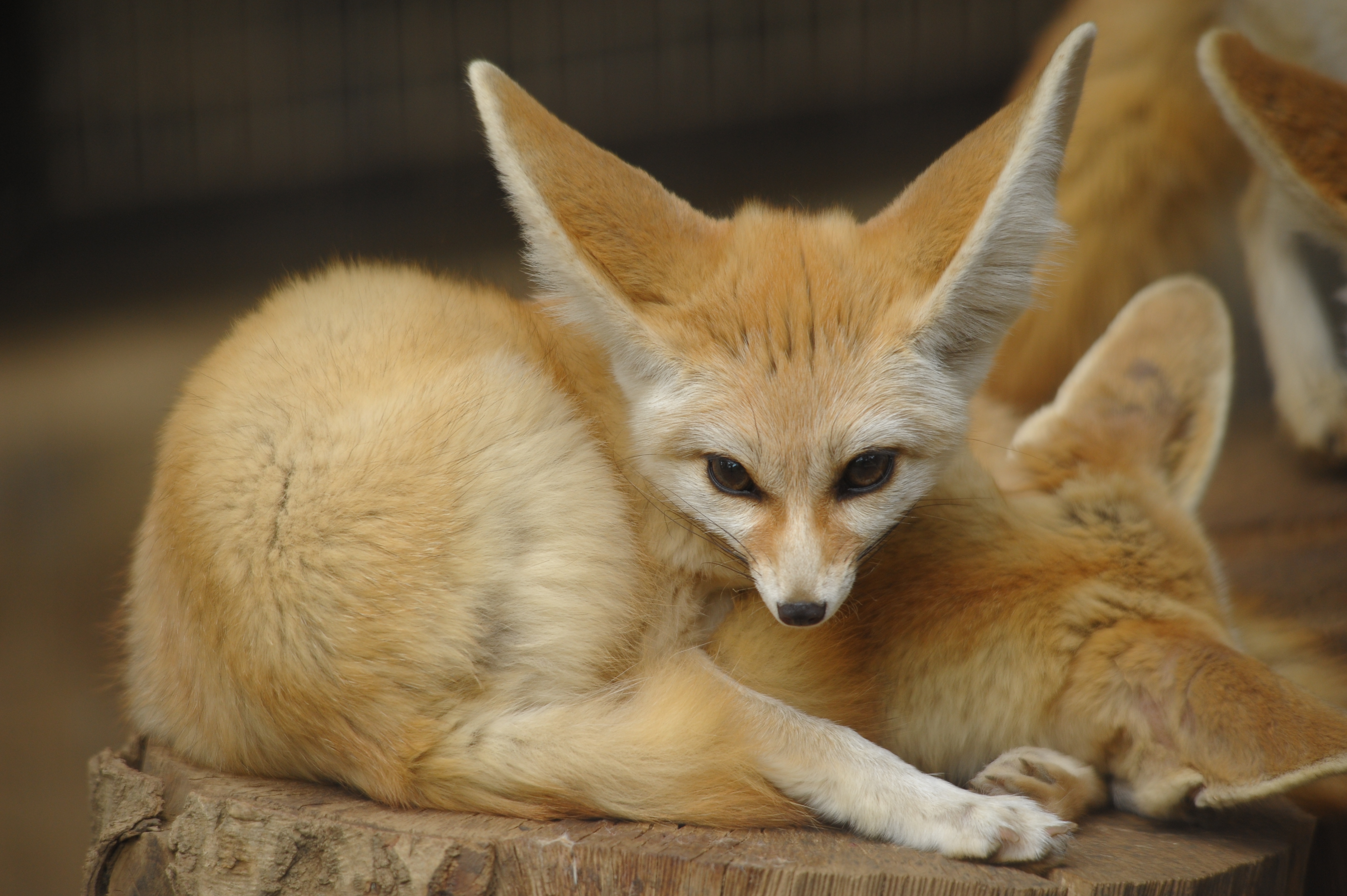 <b>D700 / 4,256×2,832 / 1/200秒 / F6.3 / +0.3EV / ISO800 / 絞り優先AE / WB:晴天 / 350mm / ヴィネットコントロール:しない</b>