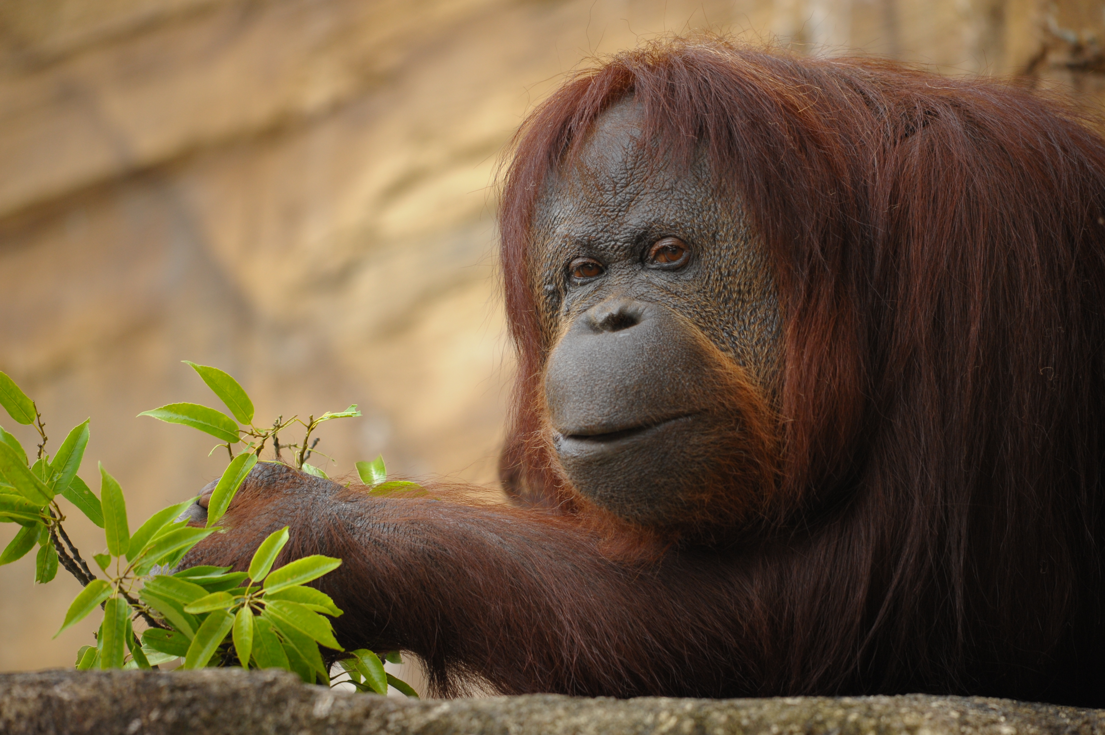 <b>D700 / 4,256×2,832 / 1/200秒 / F6.3 / -0.3EV / ISO1250 / 絞り優先AE / WB:晴天 / 500mm / ヴィネットコントロール:しない</b>