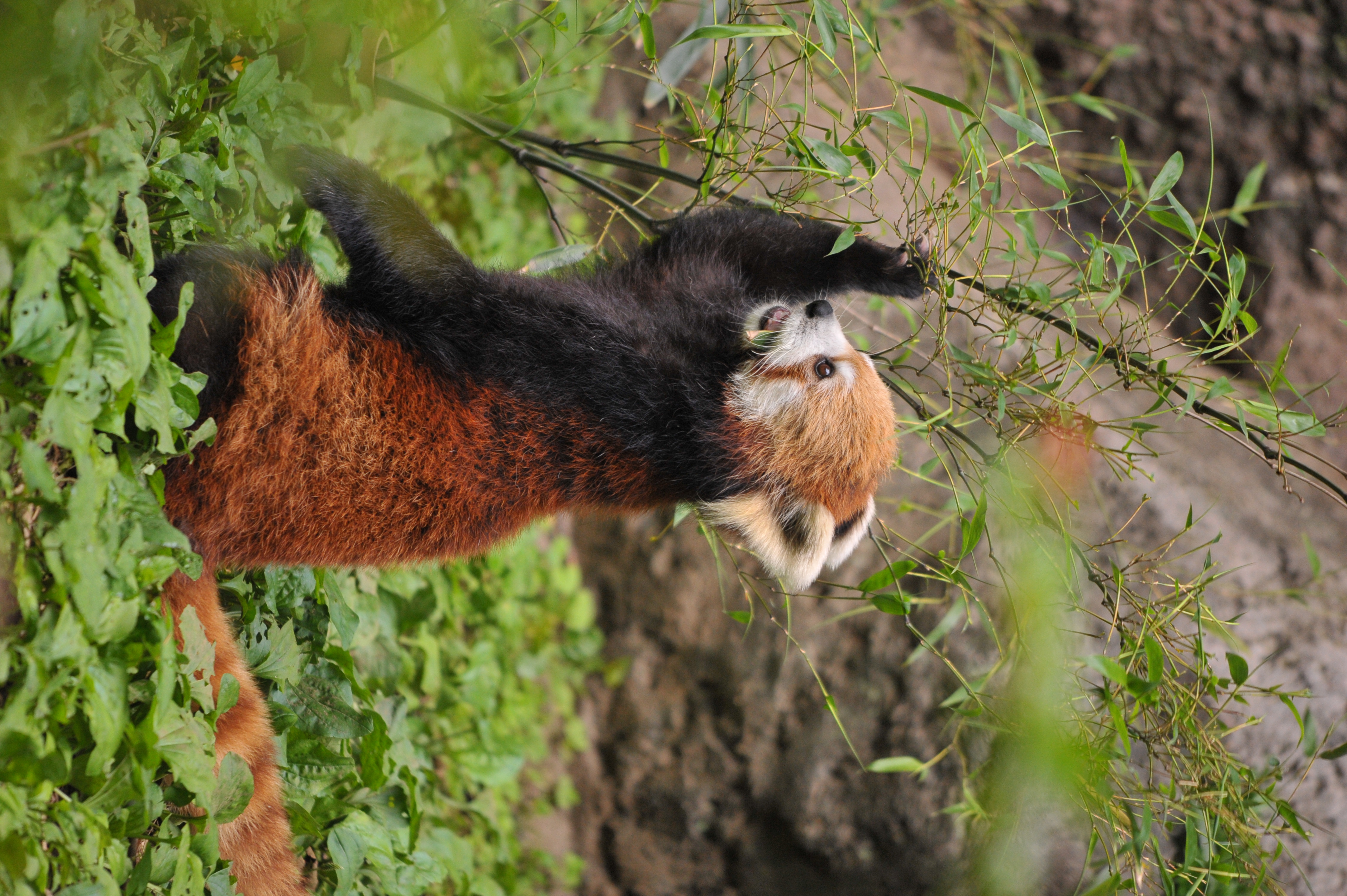 <b>D700 / 2832x4256 / 1/500秒 / F6.3 / 0EV / ISO1600 / マニュアル露出 / WB:晴天 / 500mm / ヴィネットコントロール:しない</b>
