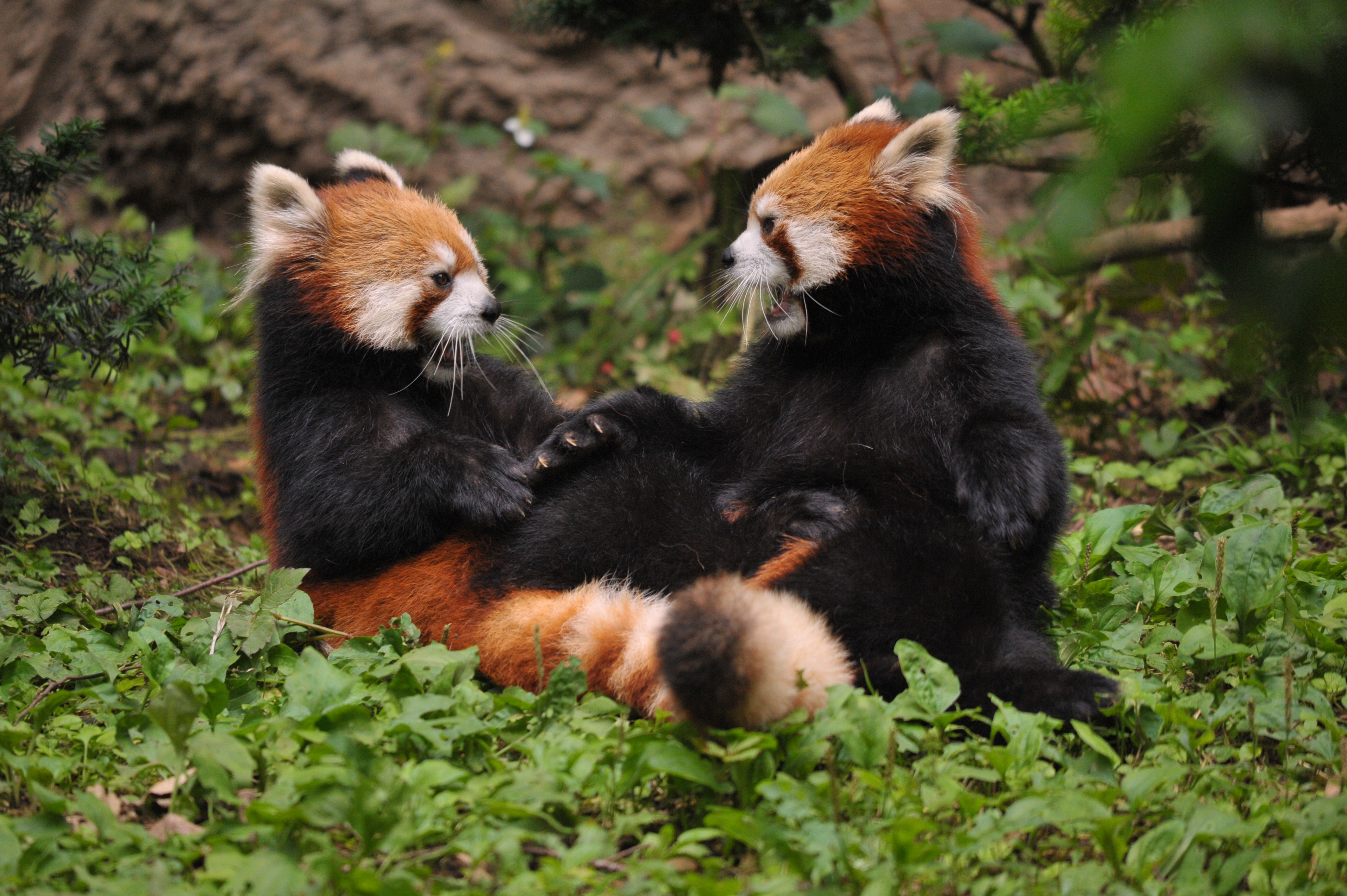 <b>D700 / 4,256×2,832 / 1/1,000秒 / F6.3 / 0EV / ISO2000 / マニュアル露出 / WB:晴天 / 500mm / ヴィネットコントロール:しない</b>