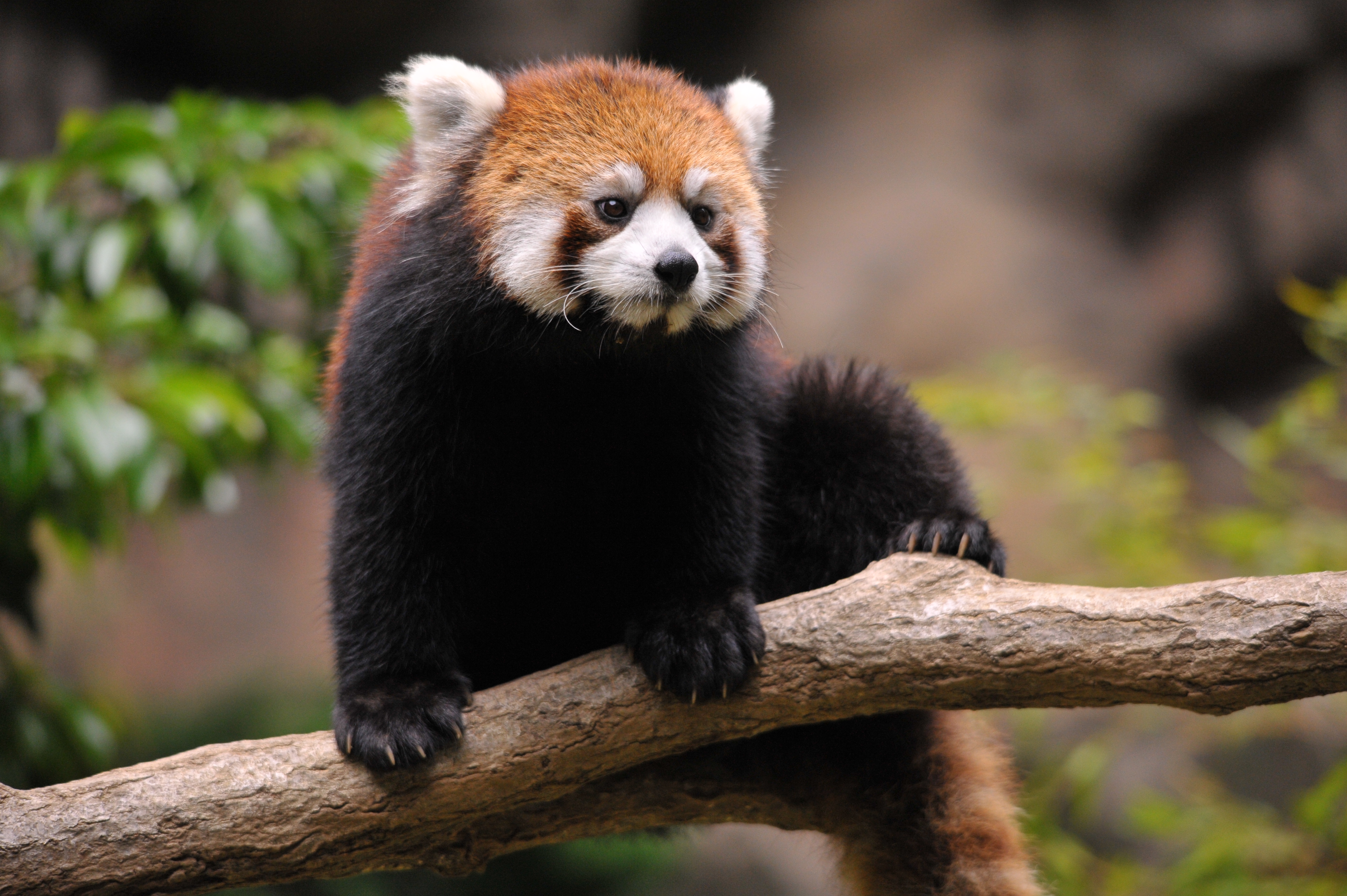 <b>D700 / 4,256×2,832 / 1/1,250秒 / F6.3 / 0EV / ISO1600 / マニュアル露出 / WB:晴天 / 270mm / ヴィネットコントロール:しない</b>